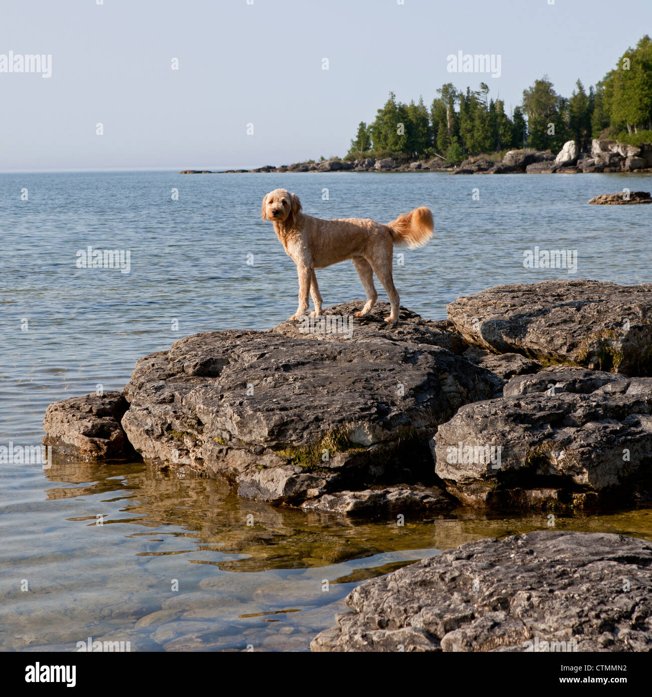 Un goldendoodle regarde l'eau d'un rocher dans le lac Michigan. Banque D'Images