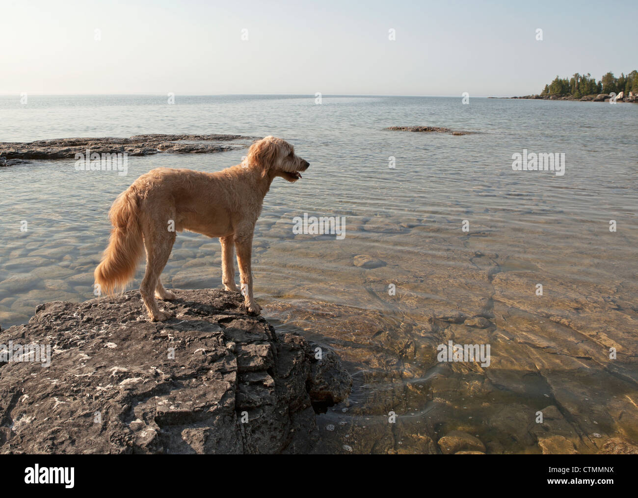 Un goldendoodle regarde l'eau d'un rocher dans le lac Michigan. Banque D'Images