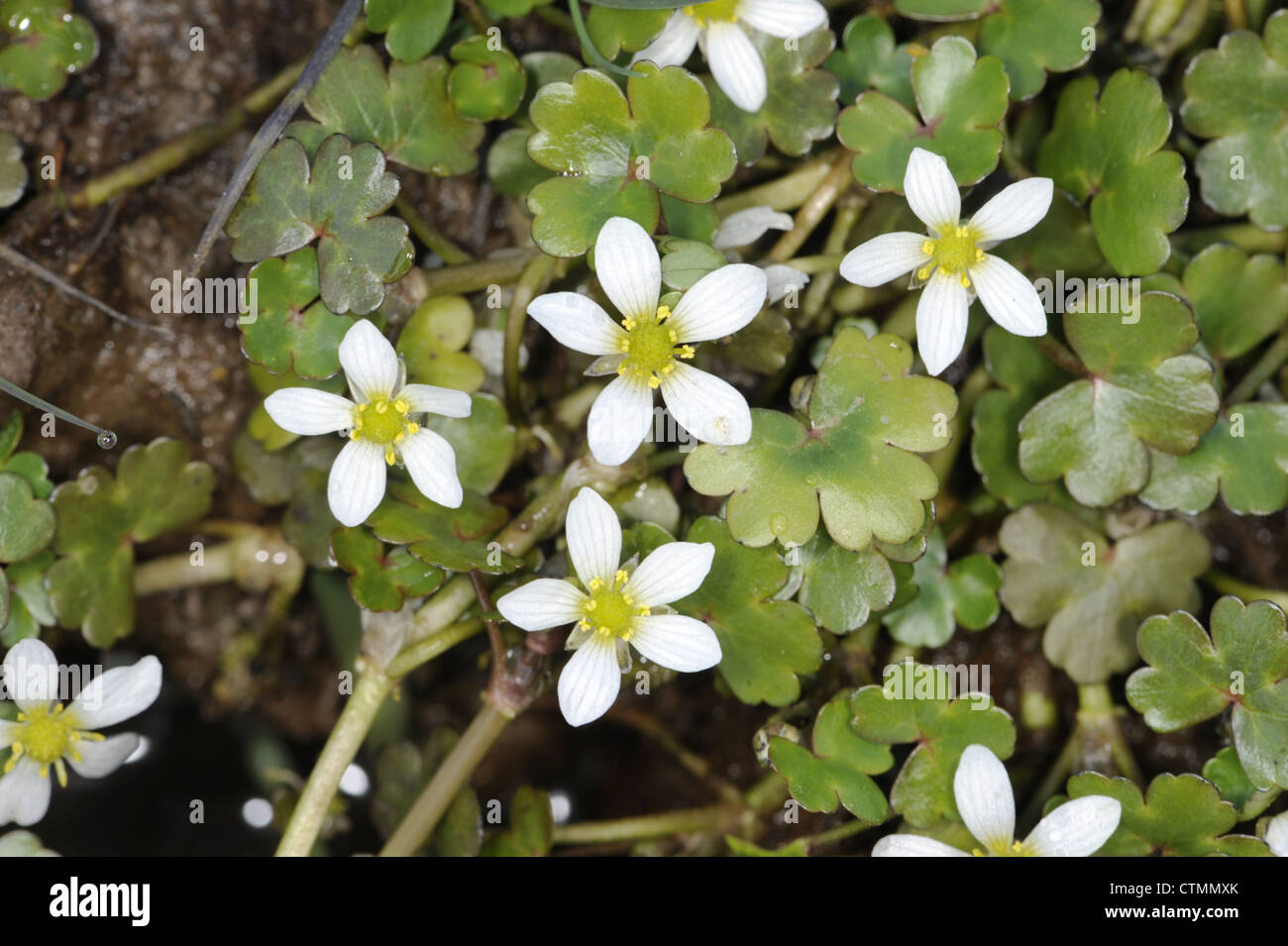 ROUND-LEAVED CROWFOOT Ranunculus omiophyllus (Ranunculaceae) Banque D'Images