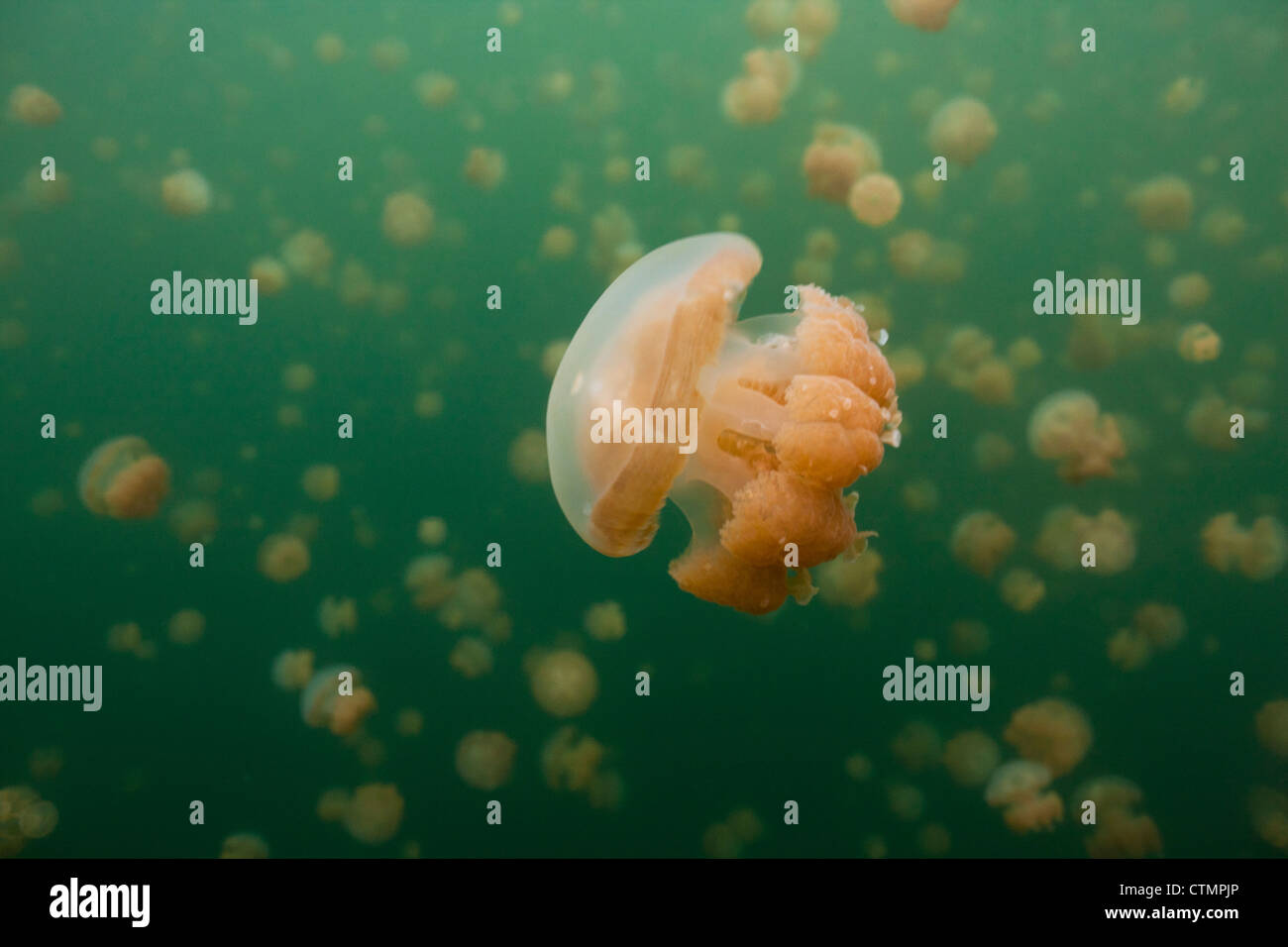 (Méduses Mastigias papua or etpisoni) dans Jellyfish lake sur l'Île Eil Alcm dans la République des Palaos. Banque D'Images