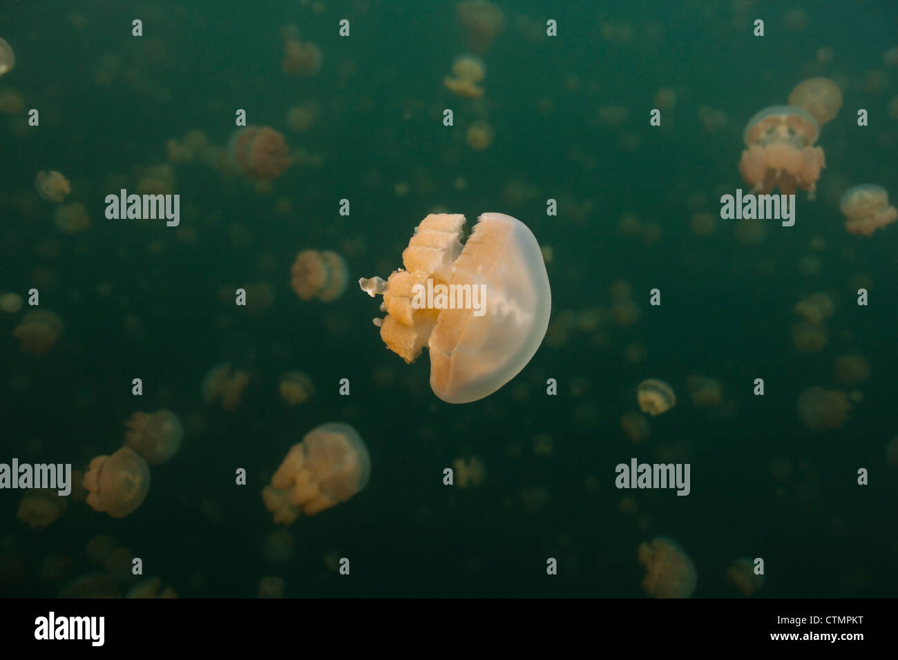 (Méduses Mastigias papua or etpisoni) dans Jellyfish lake sur l'Île Eil Alcm dans la République des Palaos. Banque D'Images