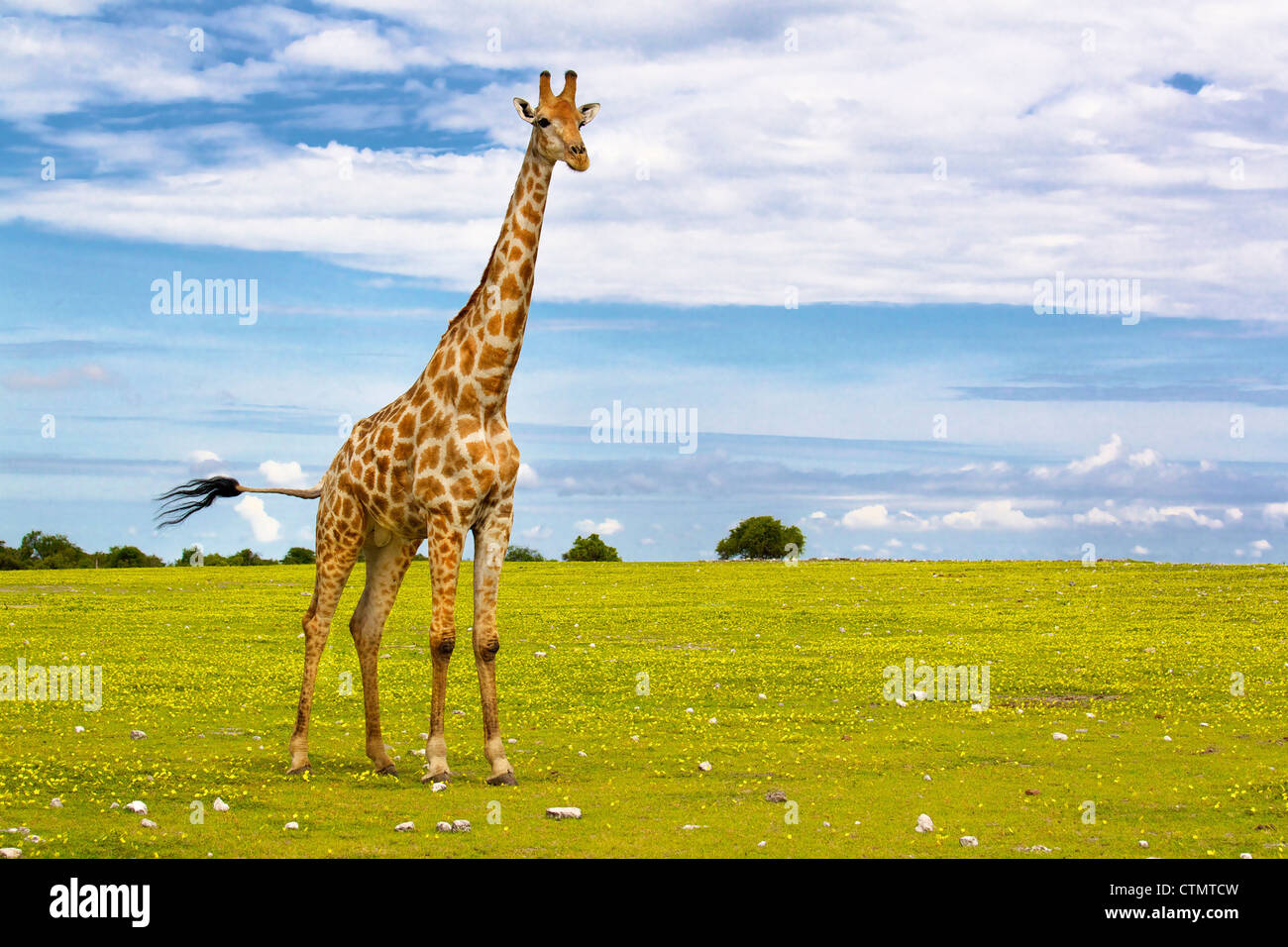 Une vue sur toute la longueur d'une girafe, Etosha National Park, Etosha, Namibie Banque D'Images