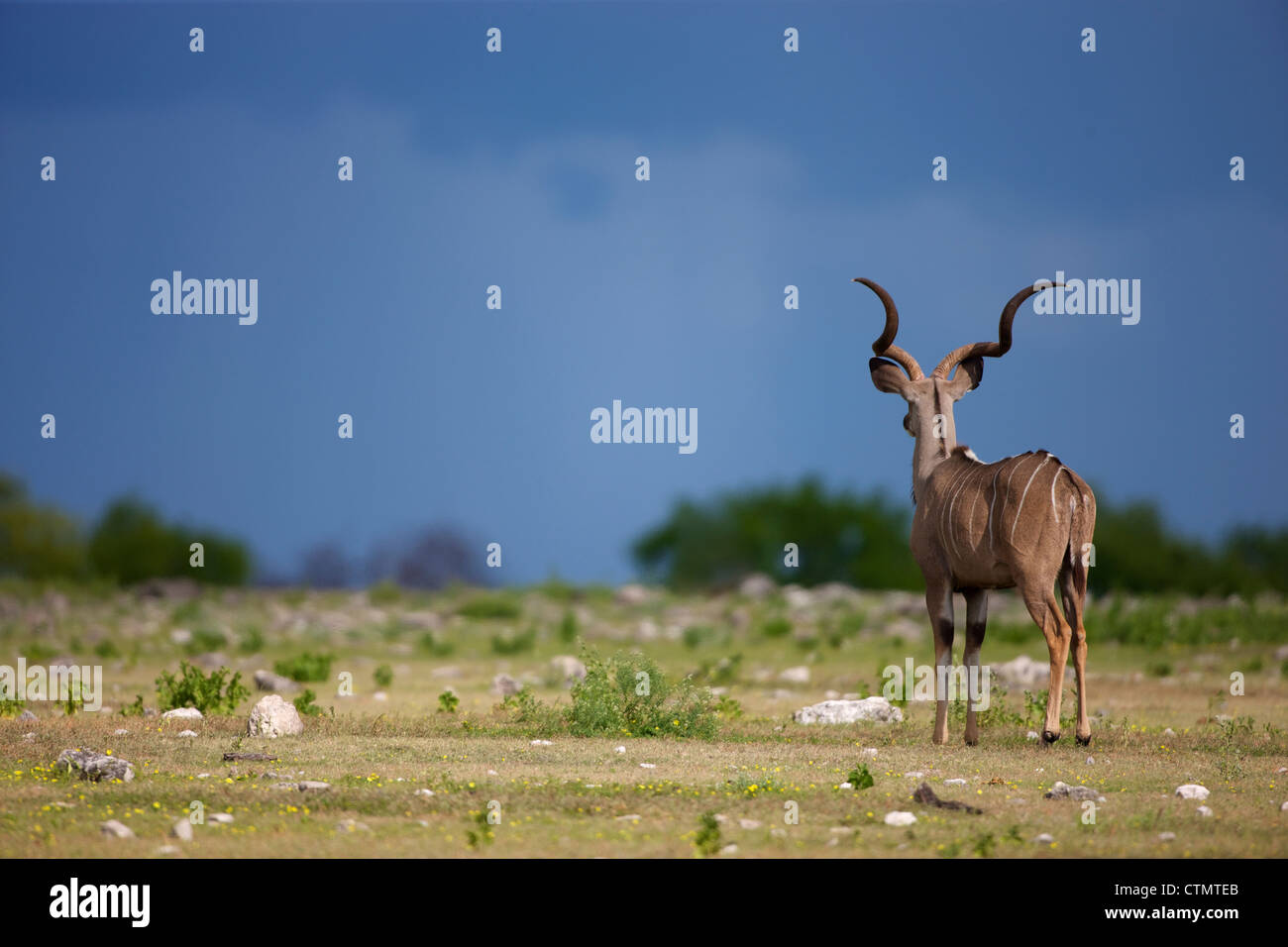 Une vue arrière d'un Kudu à distance, dans le Parc National d'Etosha, Namibie Etosha, Banque D'Images