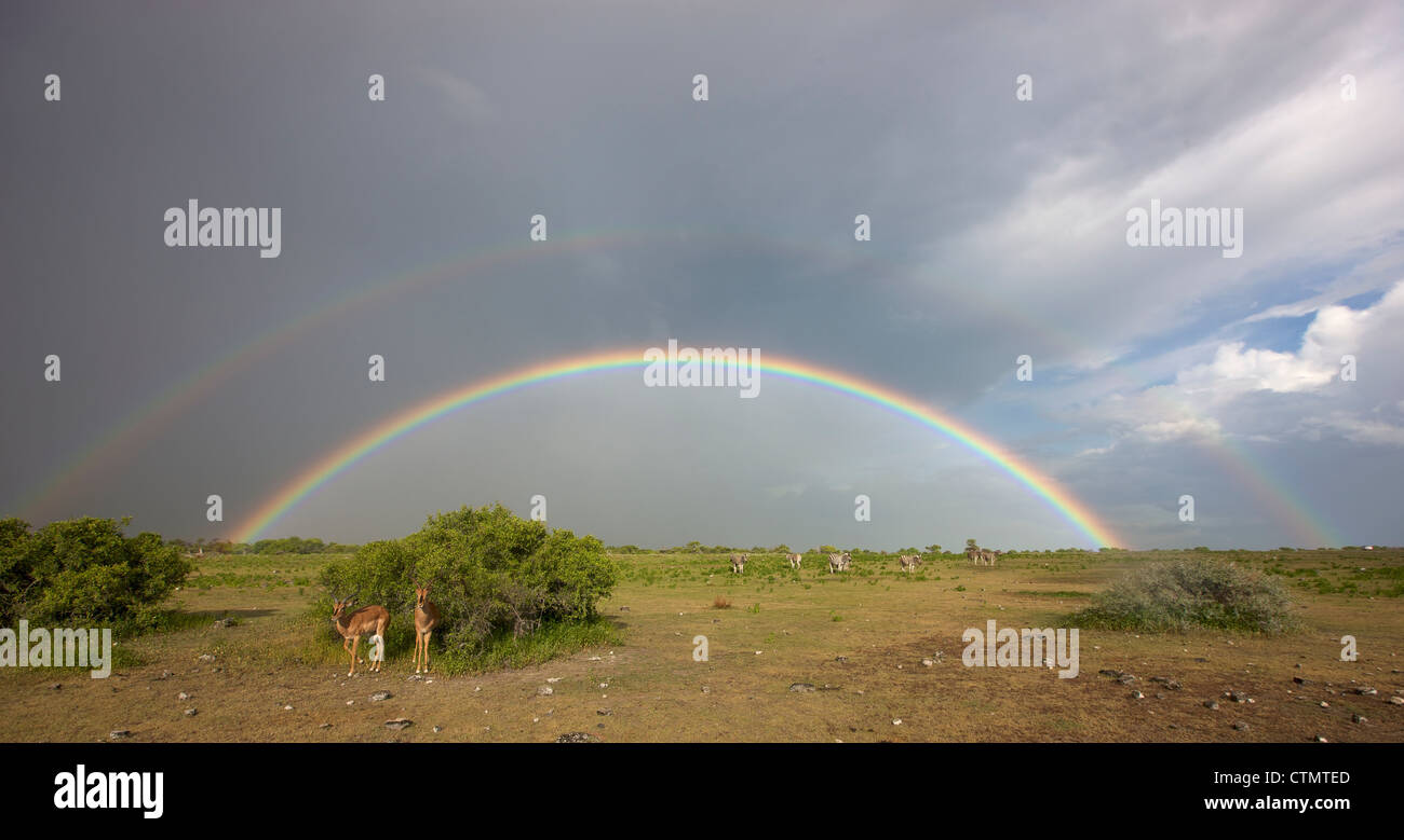 Un grand angle vue de deux arcs-en-ciel sur la tête alors que zèbre Des Plaines et broutent des springboks, Etosha National Park, Etosha, Namibie Banque D'Images Un grand angle vue de deux arcs-en-ciel sur la tête alors que zèbre Des Plaines et broutent des springboks, Etosha National Park, Etosha, Namibie Banque D'Images