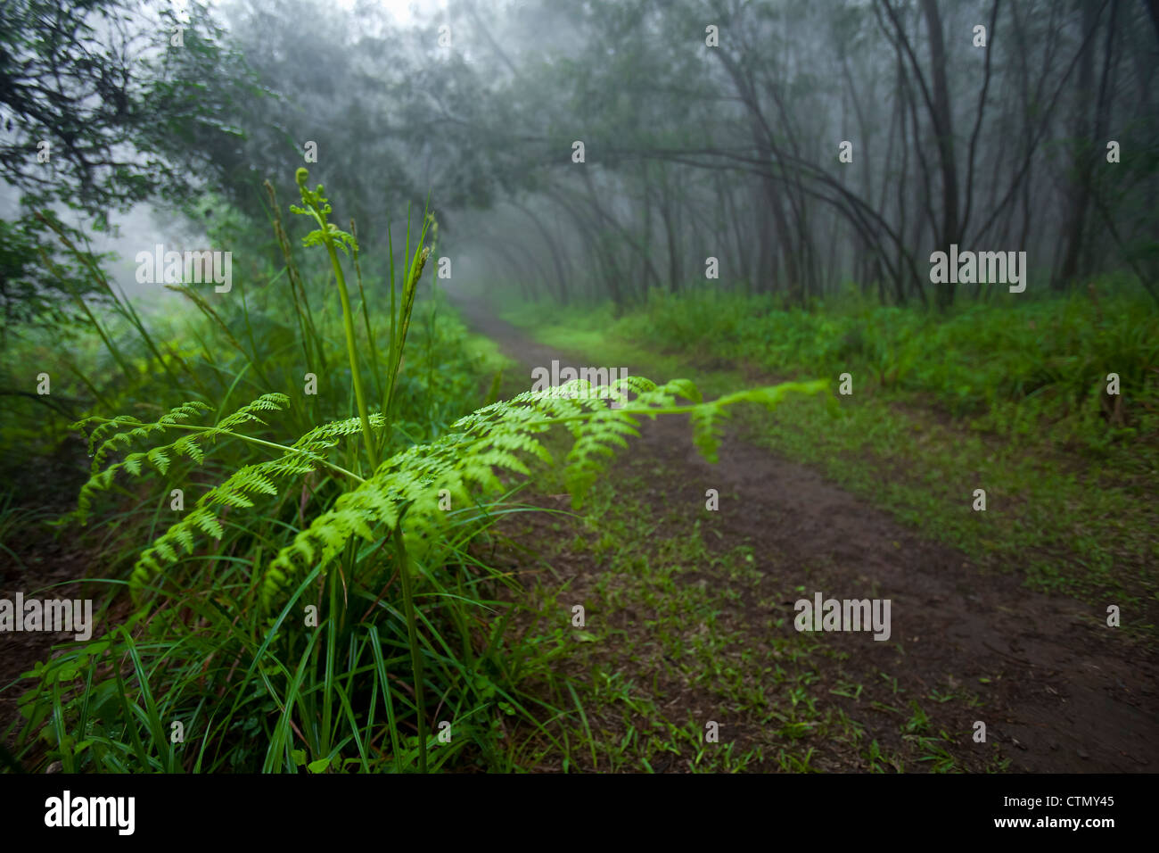 Scène forêt brumeuse avec en premier plan, fougère Ixopo, KwaZulu Natal, Afrique du Sud Banque D'Images