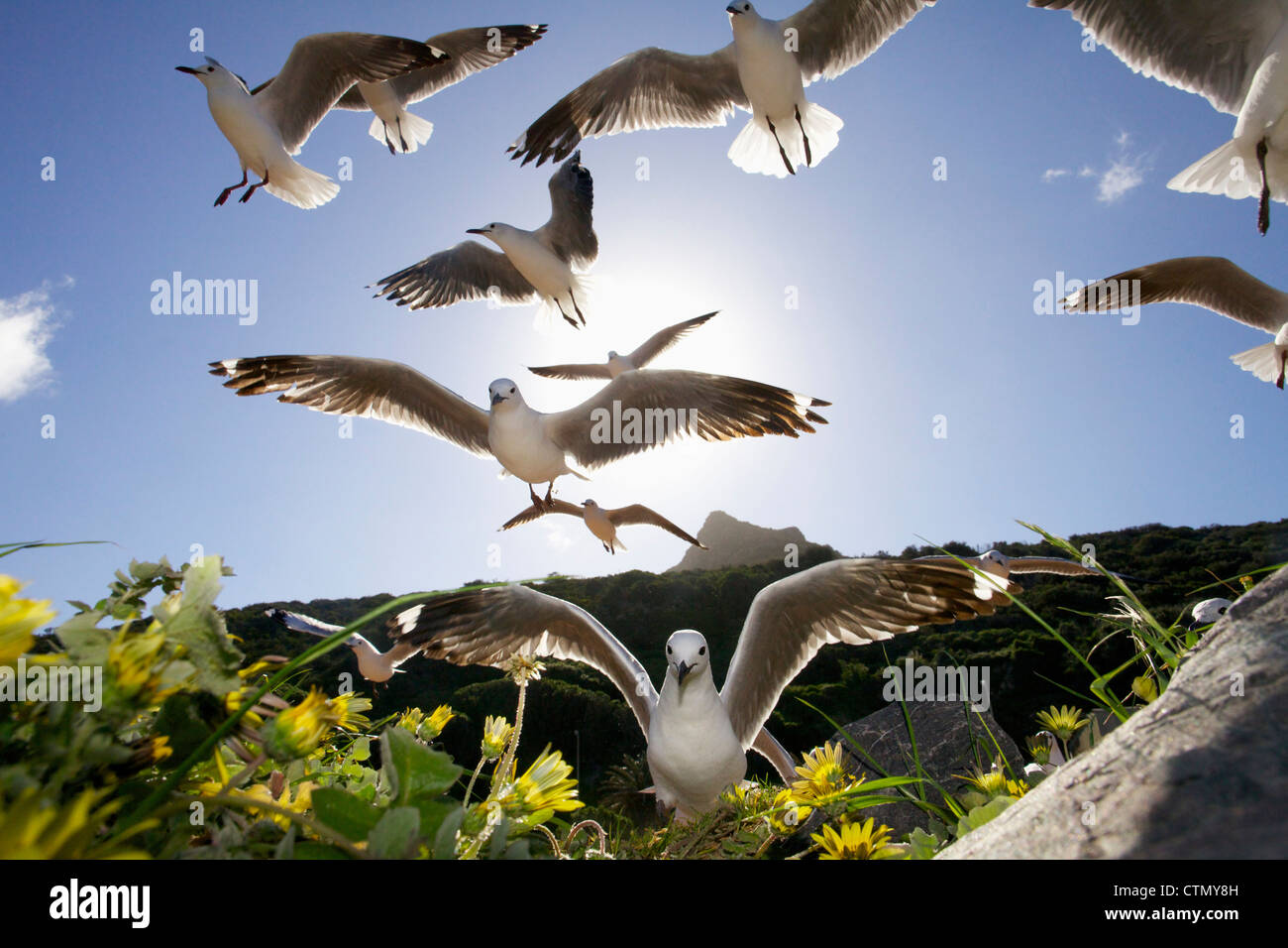 La mouette de Hartlaub s'envoler, Hout Bay, Western Cape, Afrique du Sud Banque D'Images