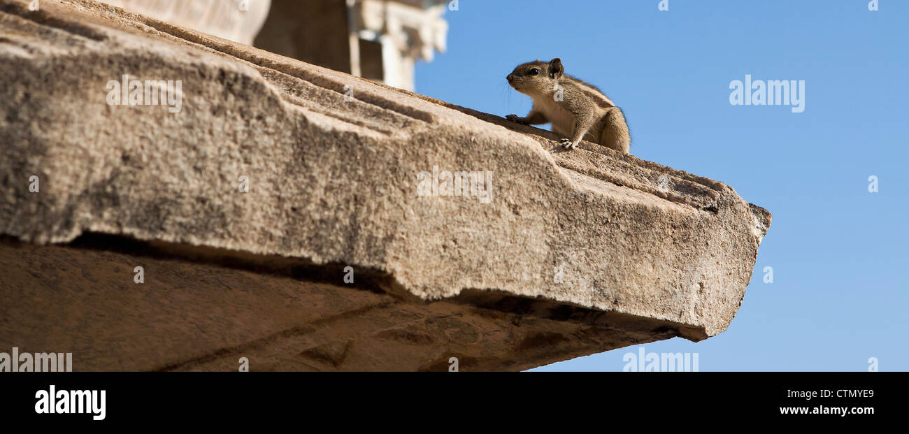 Écureuil sur toit, Udaipur, Rajasthan, Inde Banque D'Images