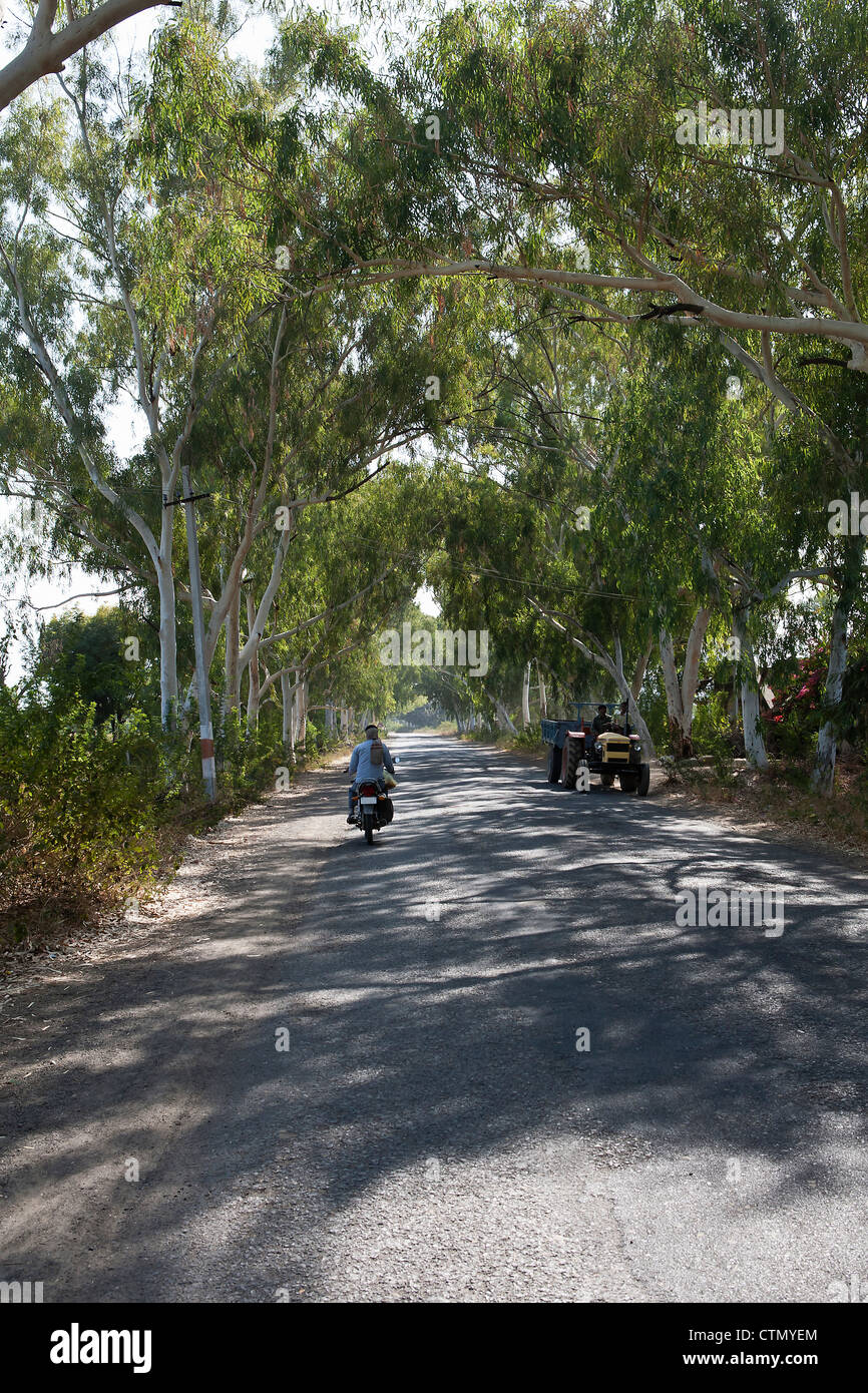 Route bordée d'arbres, Rajasthan, Inde Banque D'Images