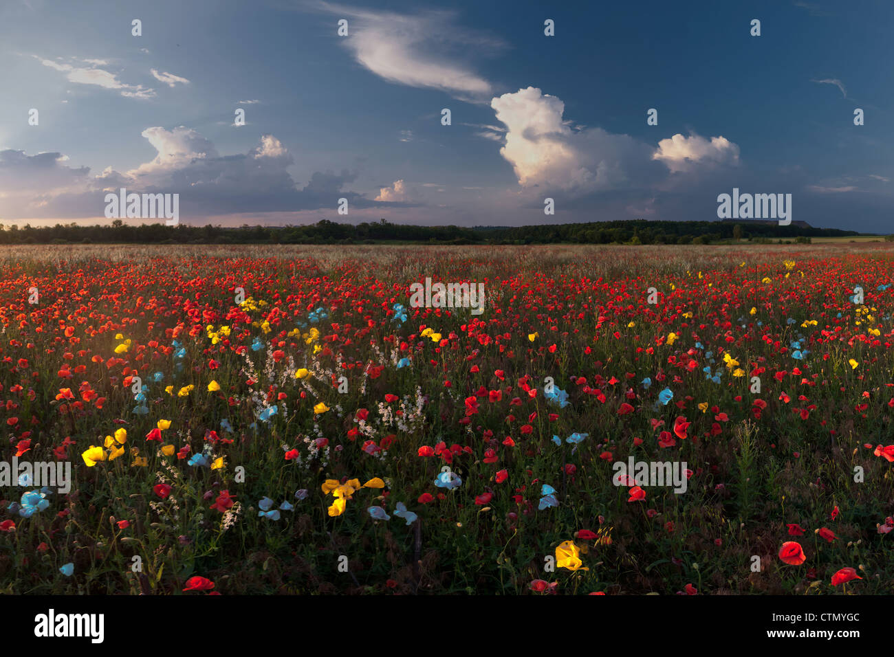 Paysage avec champ de coquelicots colorés et majestueux nuages dans le ciel Banque D'Images
