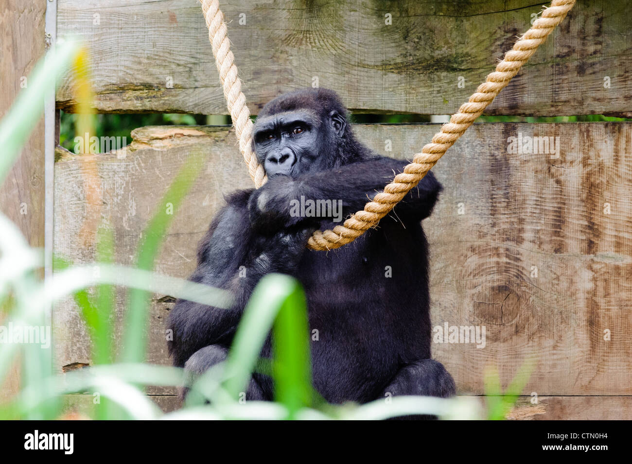 Un gorille de plaine de l'Ouest suçant son pouce. Prise au zoo de Bristol. Banque D'Images
