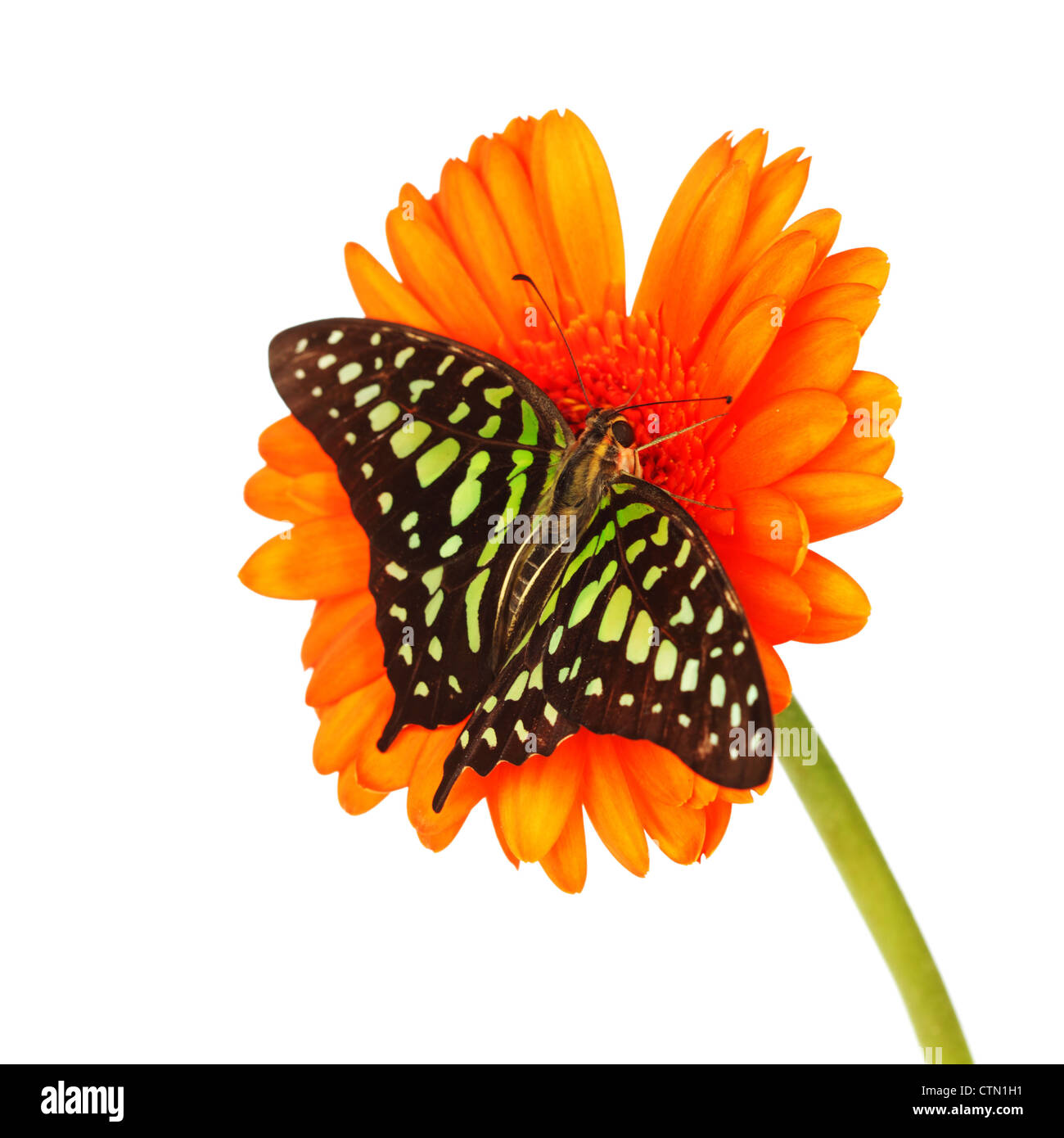Graphium sur gerber close up Banque D'Images
