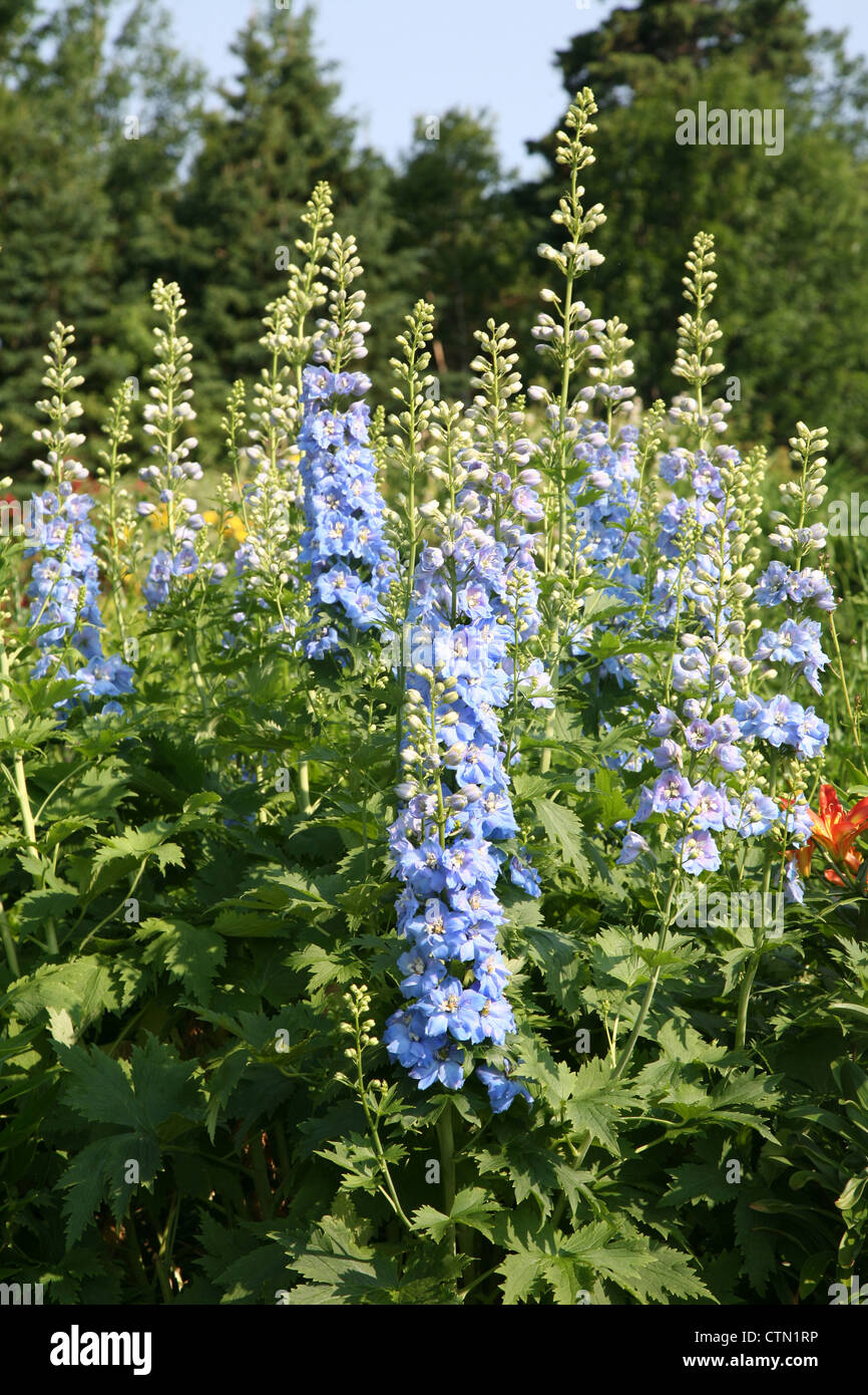 Vivaces hautes delphiniums bleus dans le jardin d'été. Banque D'Images