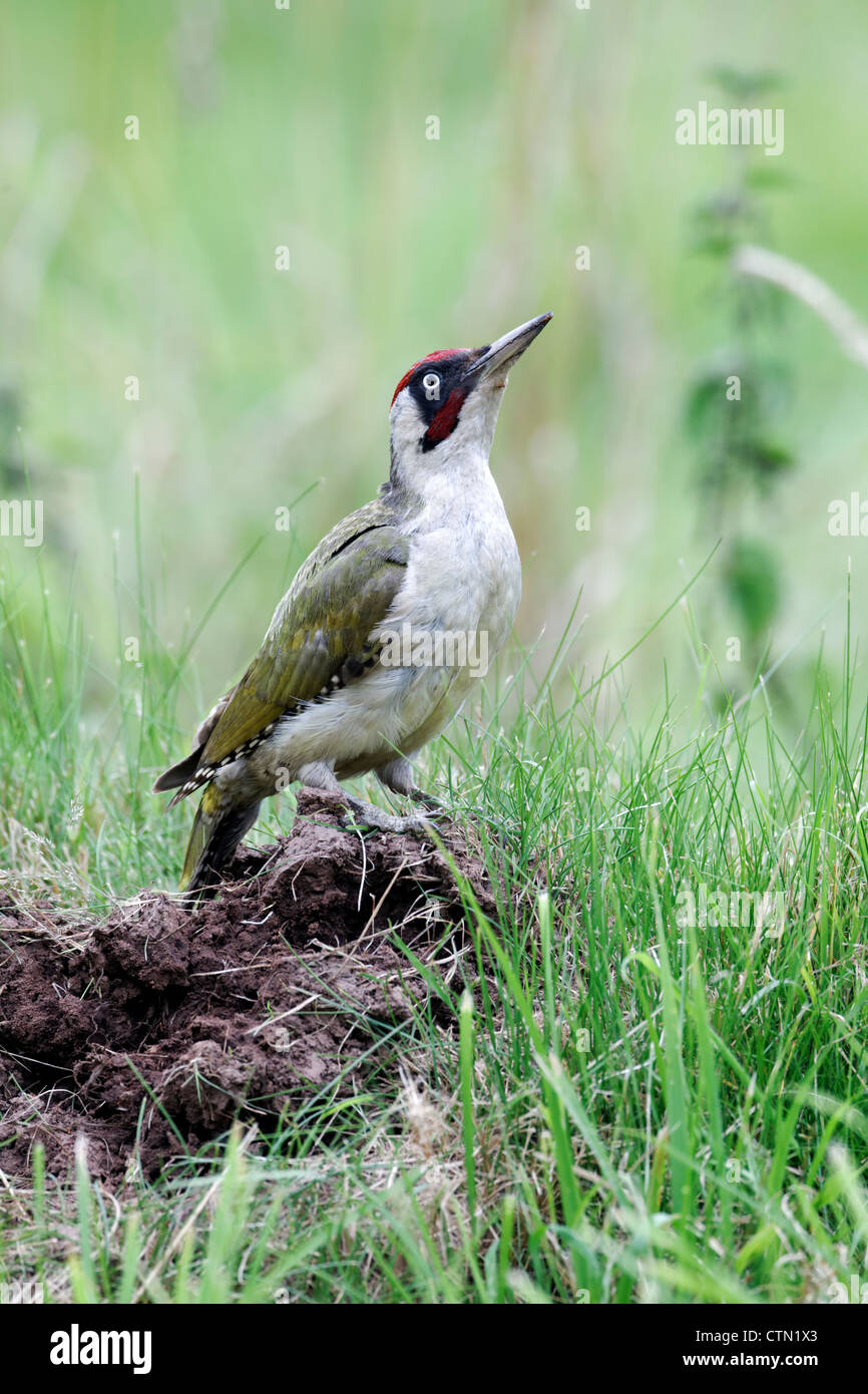 Pic Vert, Picus viridis, seul oiseau sur nid de fourmis, Warwickshire, Juillet 2012 Banque D'Images