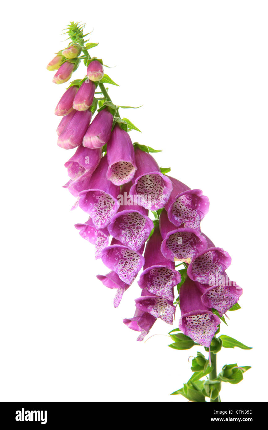 La digitale pourpre (Digitalis purpurea) sur fond blanc Banque D'Images