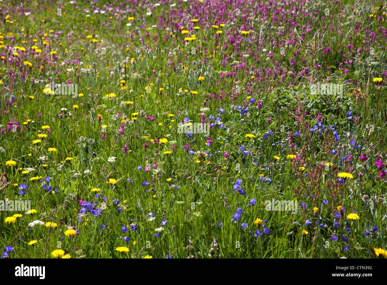 Jardin de fleurs sauvages des Alpes, Col du Galibier, Alpes, France Banque D'Images