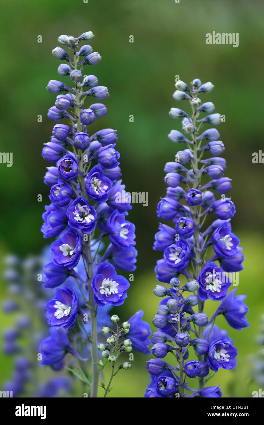 Deux pointes de parfait Delphinium Bluebird. Dorset, UK Juin 2010 Banque D'Images