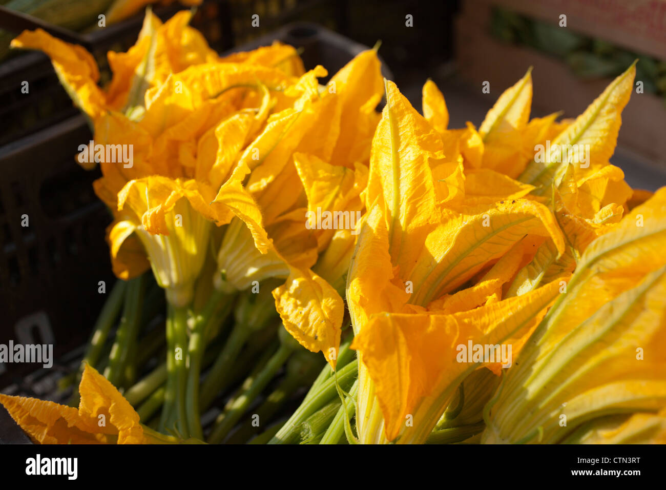 Fleurs de courgettes dans un marché de producteurs, Entracque, Cuneo, Piémont Banque D'Images