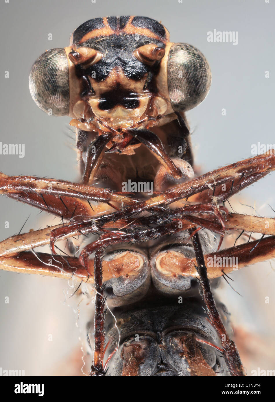 Macro Ultra d'un tir frontal libellule marron Banque D'Images