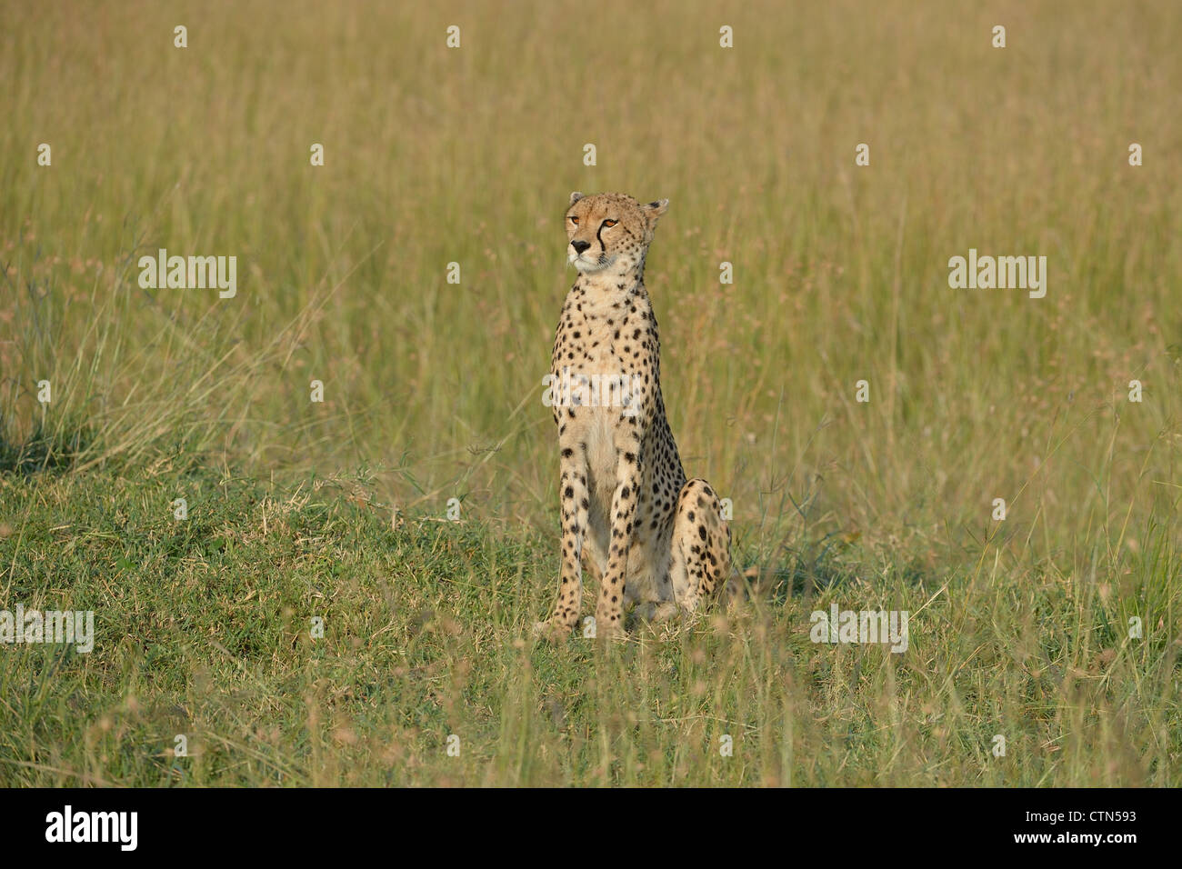 Le Guépard (Acinonyx jubatus) assis dans la savane Masai Mara - Kenya Banque D'Images