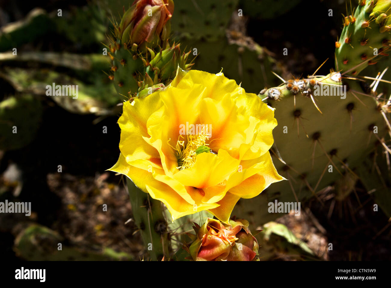Cactus fleur jaune Desert Botanical Garden Banque D'Images