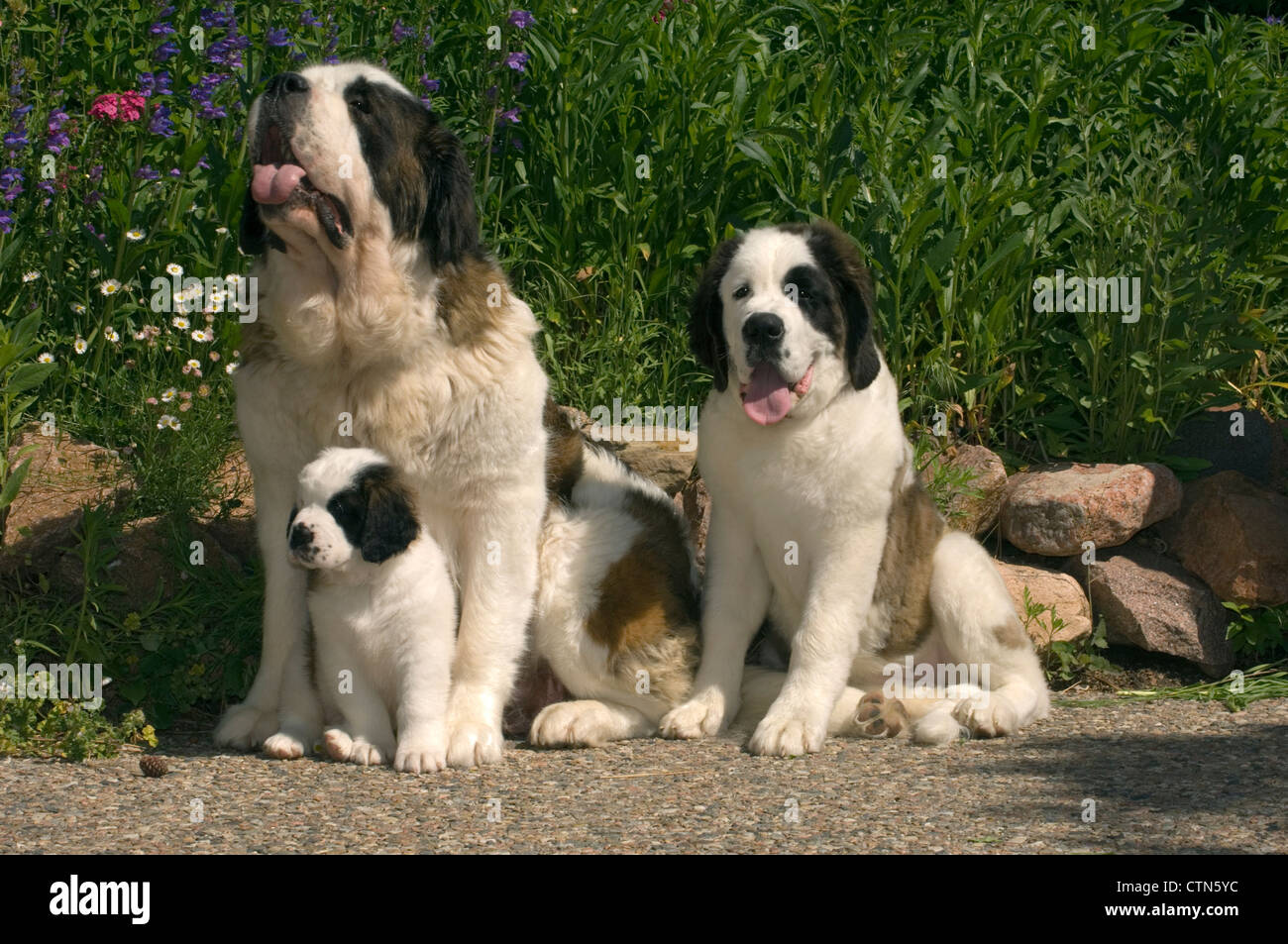 Saint Bernard avec des petits assis Banque D'Images