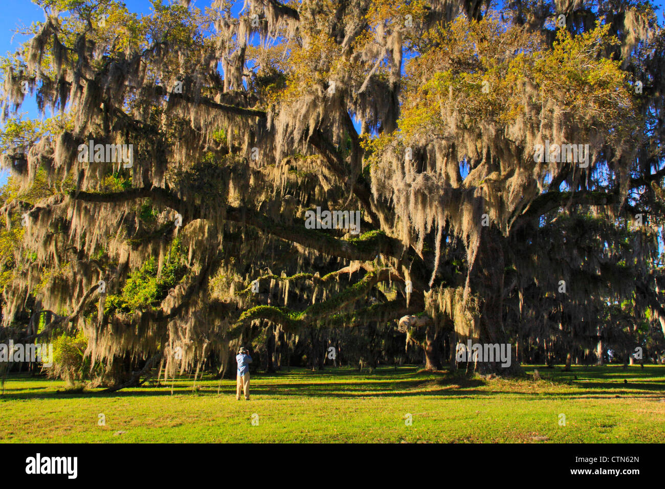 Oak Plantation, Fort Frederica National Monument, Saint Simon's Island, Georgia, USA Banque D'Images