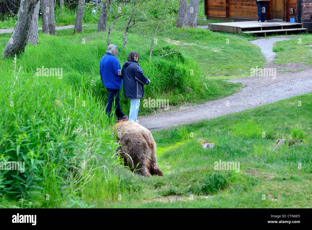 Rencontre proche des gens et l'ours brun au Brooks Camp. Katmai National Park et préserver. L'Alaska, USA. Banque D'Images