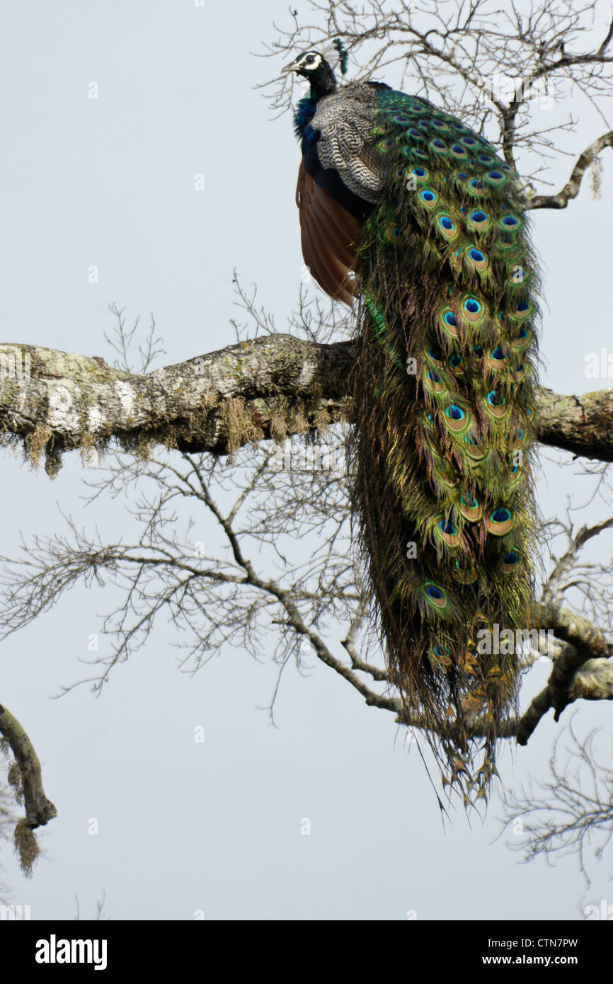 Les Indiens mâles paons bleus (Peacock) assis dans l'arbre, parc national de Yala, au Sri Lanka Banque D'Images