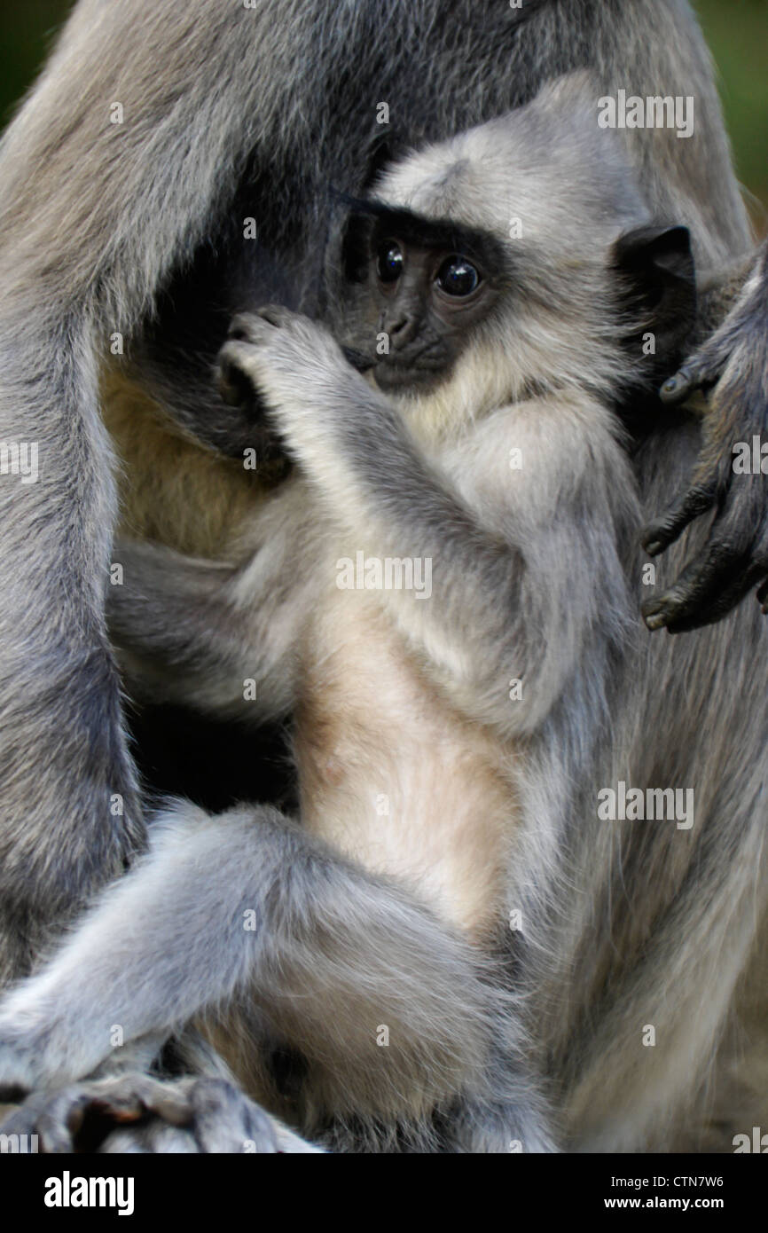 À TOUFFETER (gris) bébé langur Hanuman suckling, Katagarama, Sri Lanka Banque D'Images