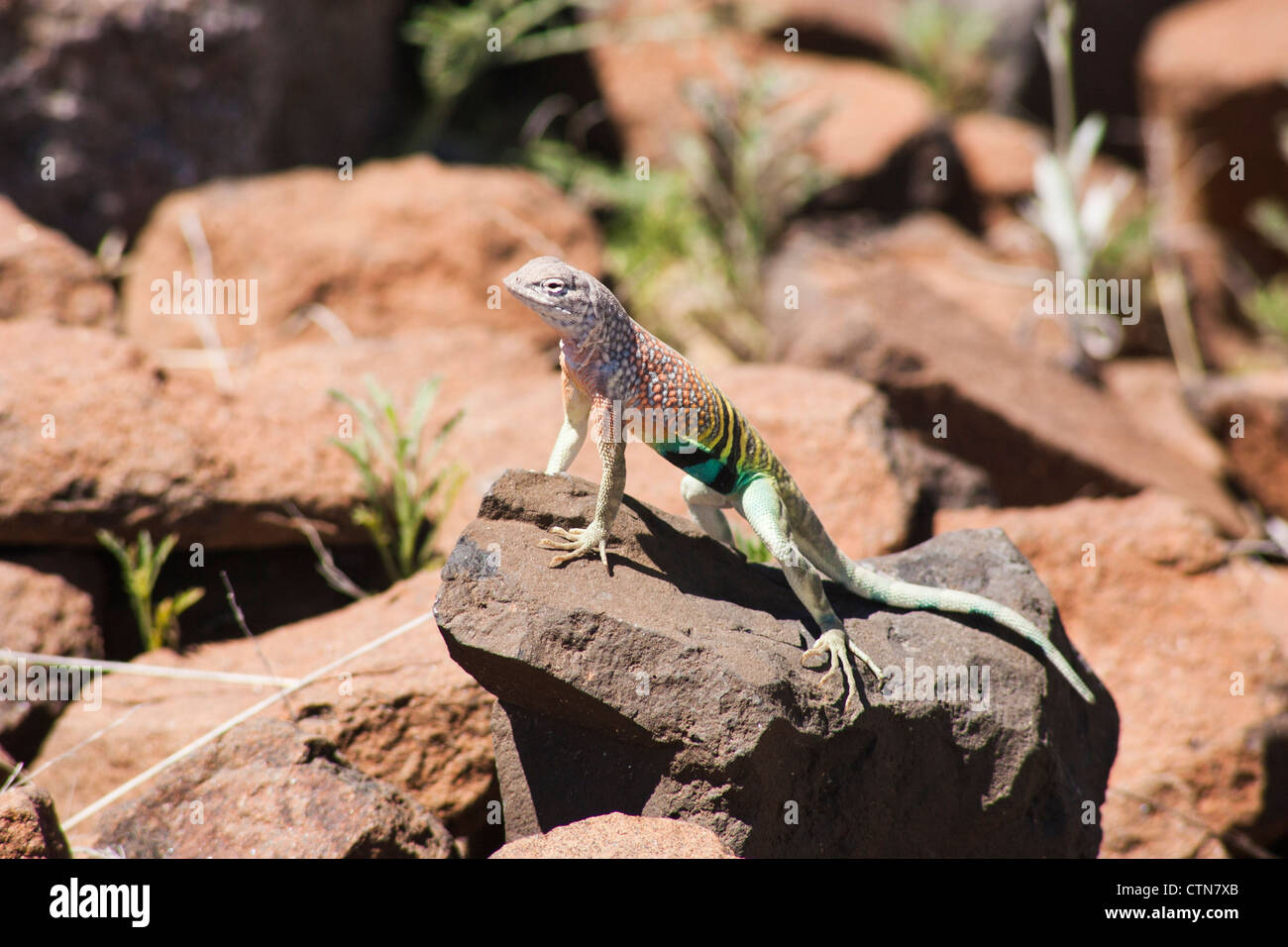 Lizard 'Greater Earless', Cophosaurus texanus, dans le parc national de Big Bend Ranch, dans le sud-ouest du Texas. Banque D'Images