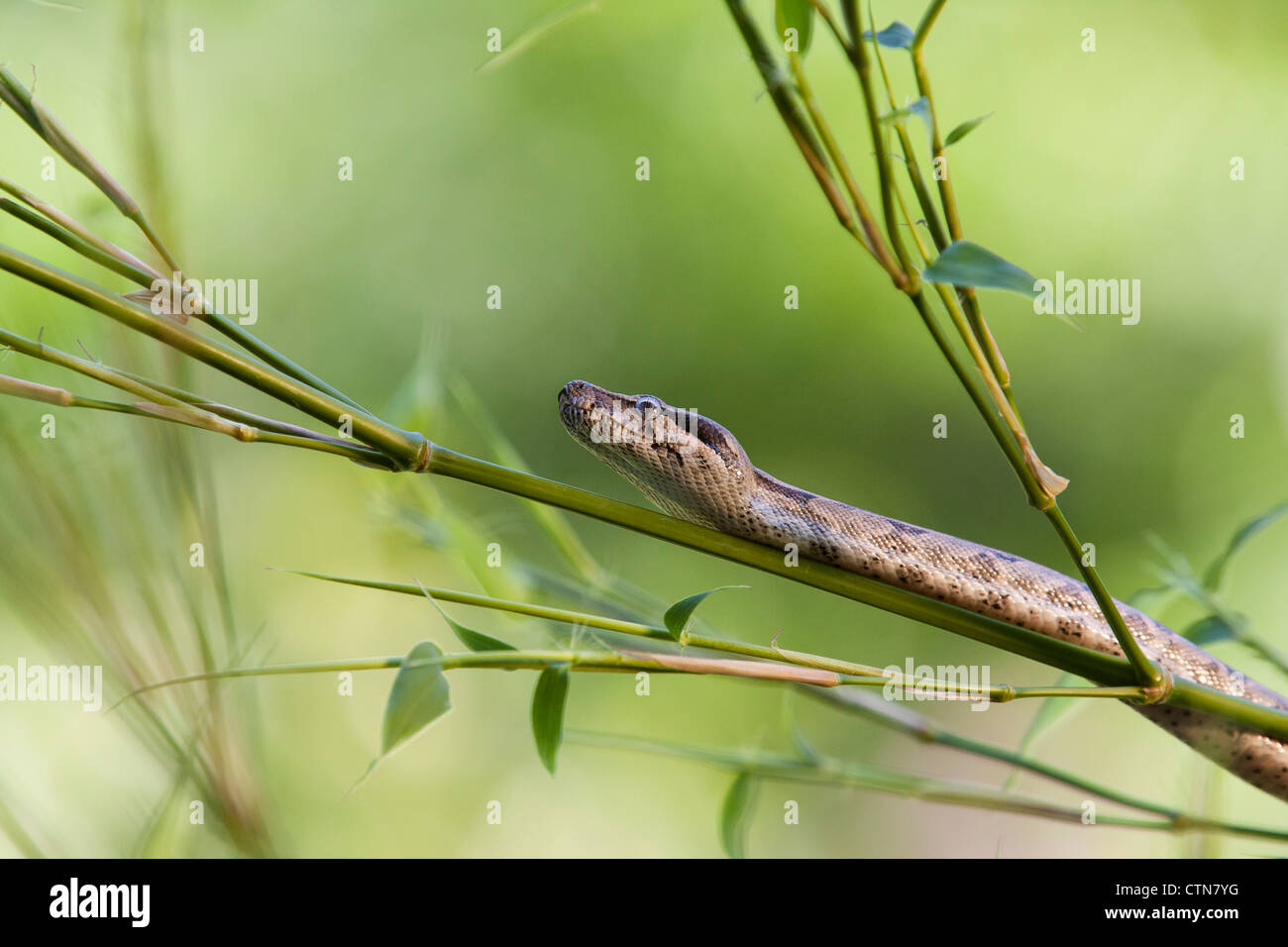 Red-tailed Boa, Boa constrictor imperator Banque D'Images