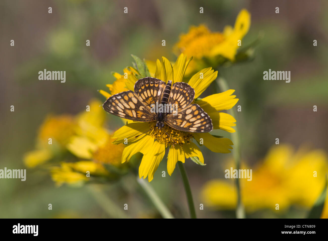 Theona Checkerspot Butterfly, Thessalia theona, sur la fleur jaune de Coreopsis dans un ranch du sud du Texas. Banque D'Images