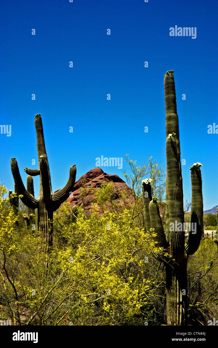 Cactus Saguaro en fleur au Jardin botanique du Désert Banque D'Images