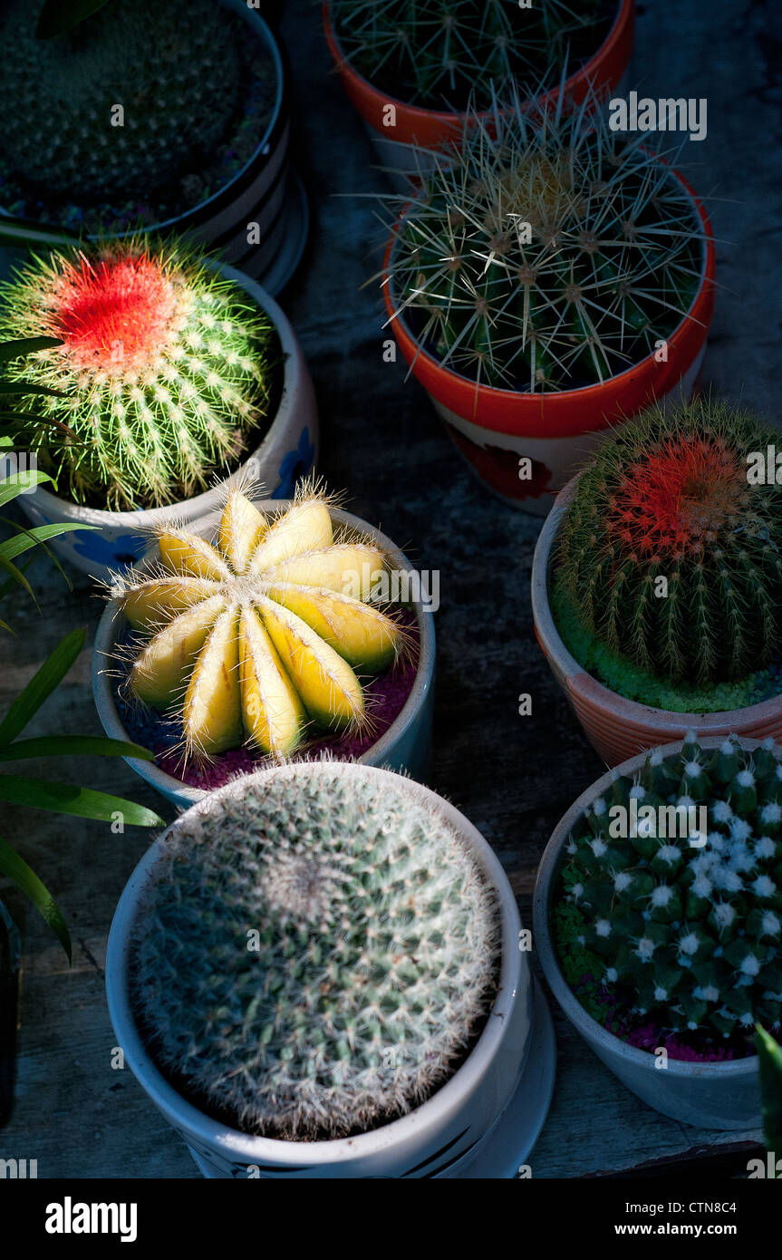 Cactus shadow Banque de photographies et d'images à haute résolution - Alamy