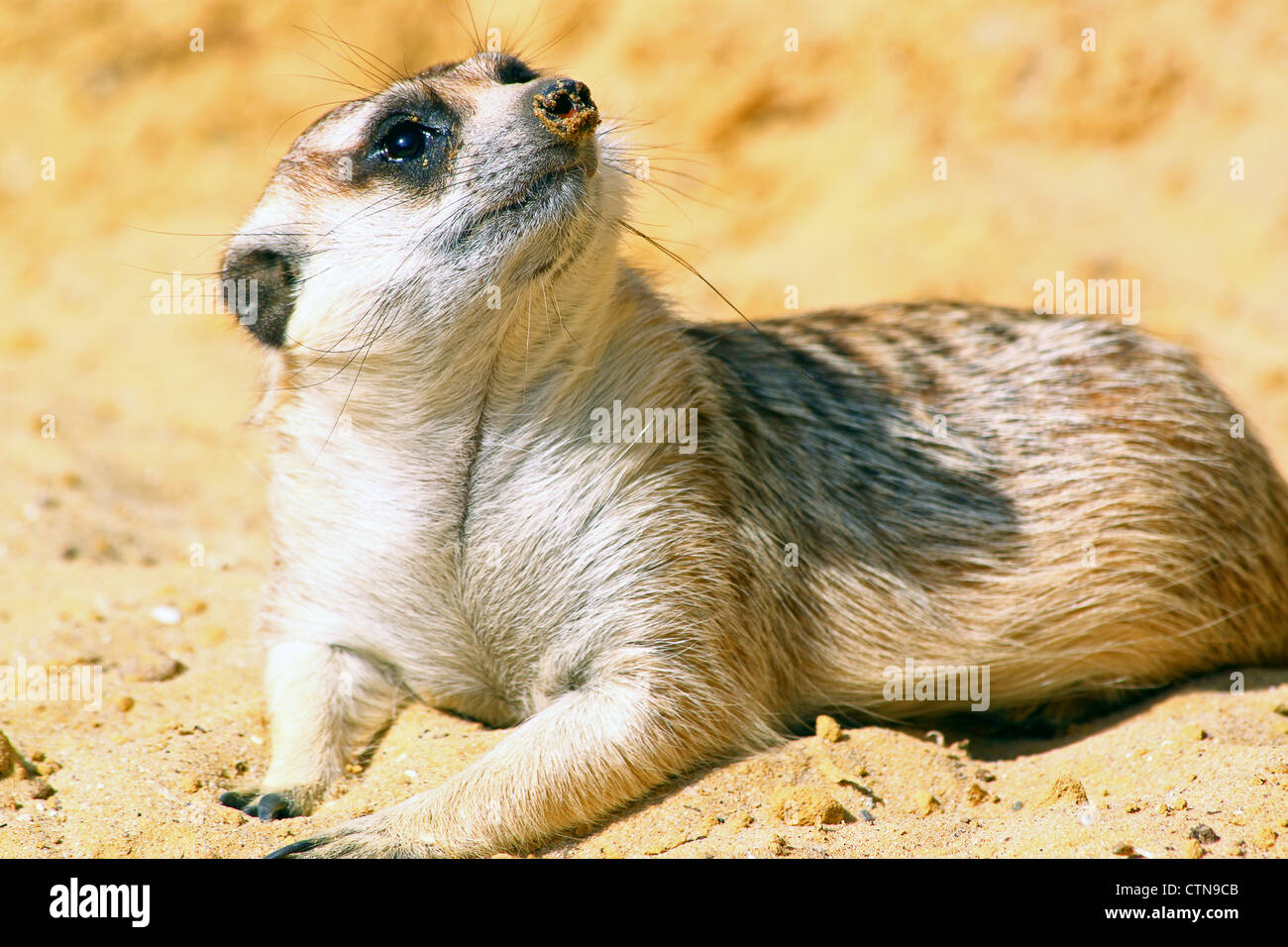 Un meerkat (Suricata suricatta), allongé sur le ventre, regarde autour de Banque D'Images