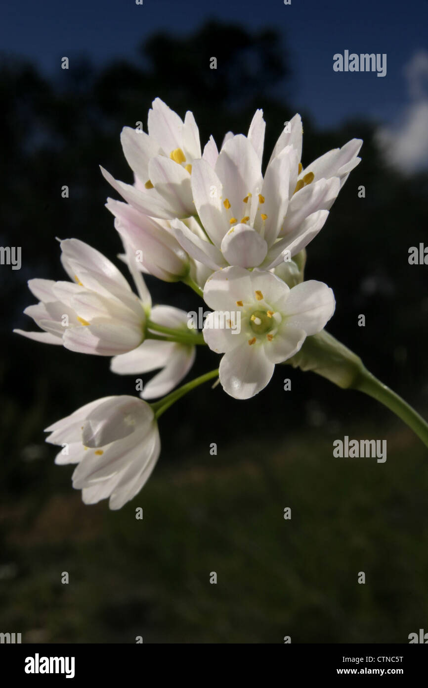 Photo : Steve Race - la fleur de la napolitaine Naples ou l'ail (Allium neapolitanum), Espagne. Banque D'Images