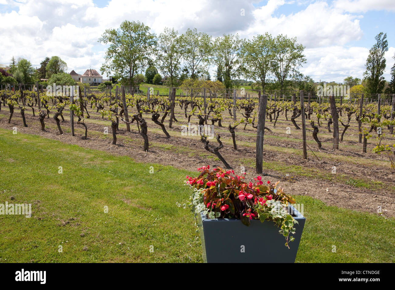 Vignes du Château de Monbazillac, près de Bergerac Dordogne sud ouest de la France. Banque D'Images