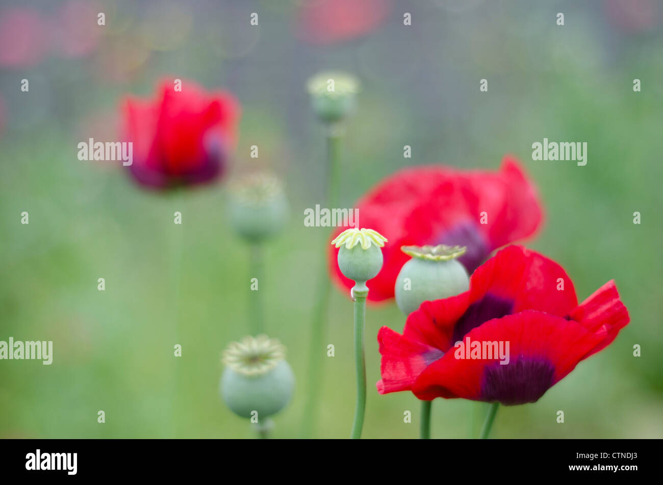 Pavot, Papaver somniferum, dans une prairie de fleurs sauvages aux couleurs vives. Banque D'Images