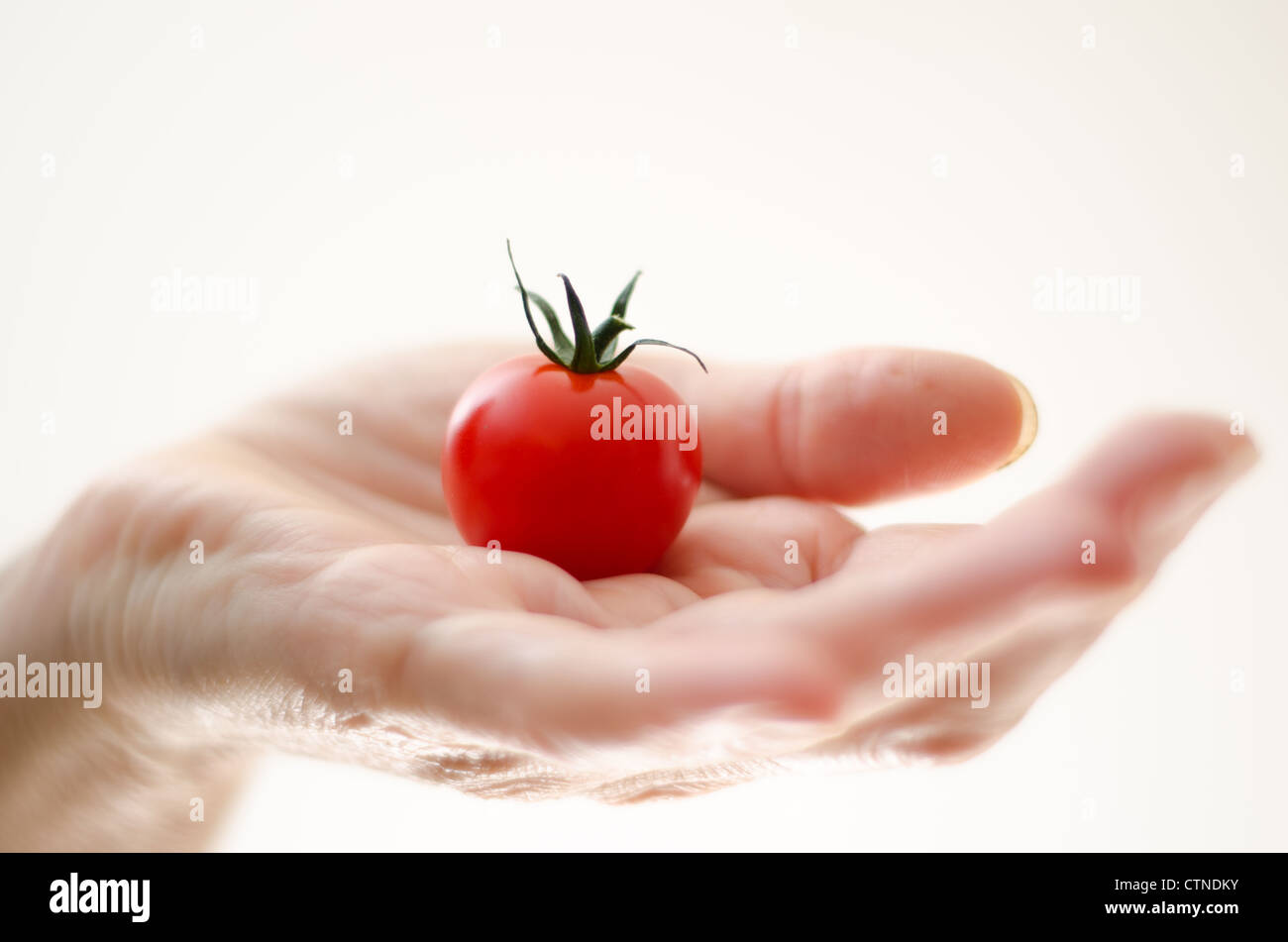 Quelques tomates cerises dans une main de femme avec un fond blanc. Banque D'Images