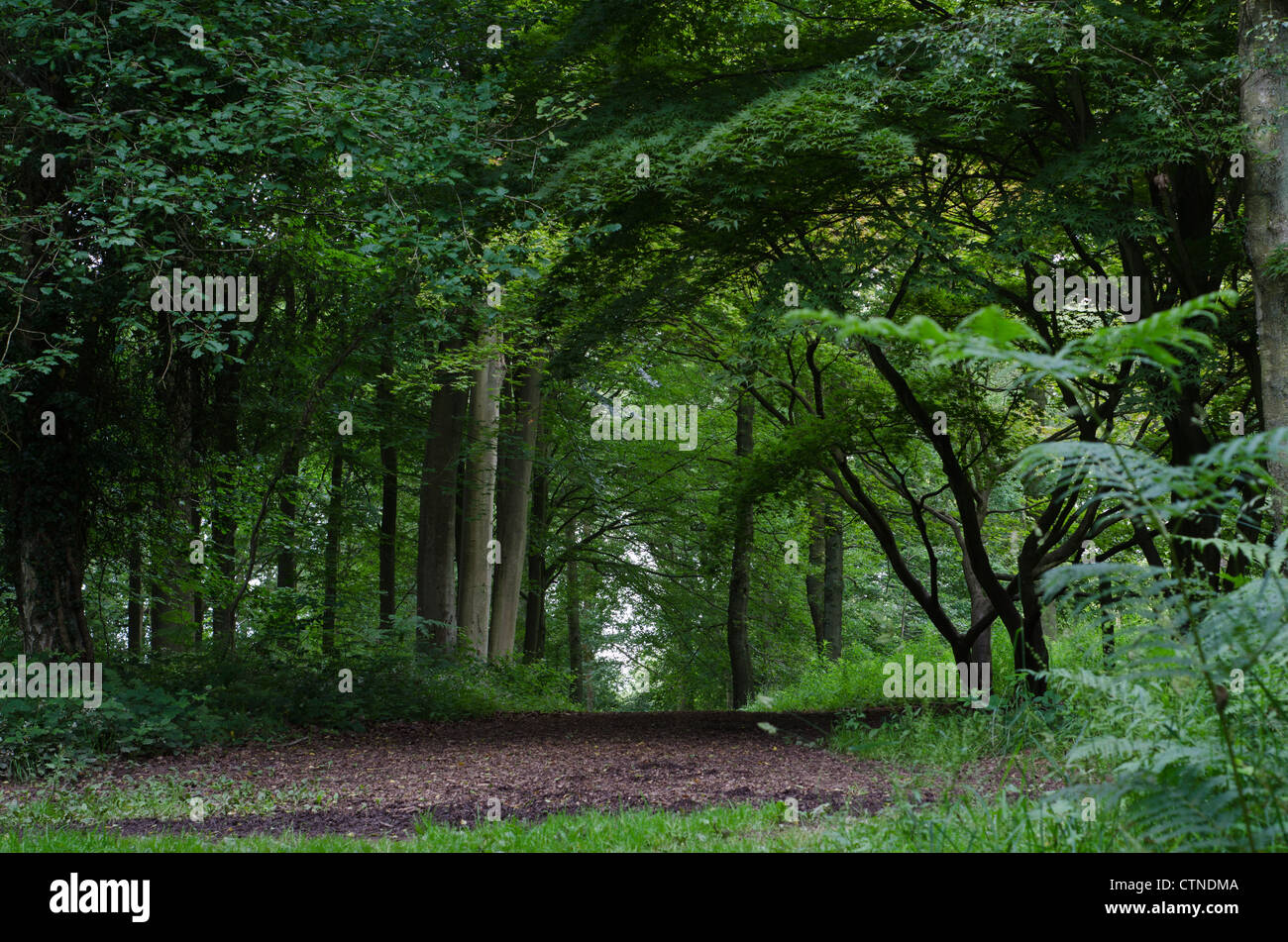 Un étroit sentier menant à travers l'anglais. forestiers matures Banque D'Images