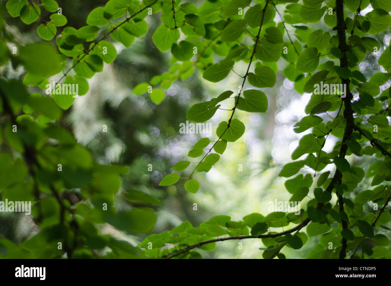 - Katsura Cercidiphyllum japonicum quitte de dessous avec soft focus contexte forestier. Banque D'Images