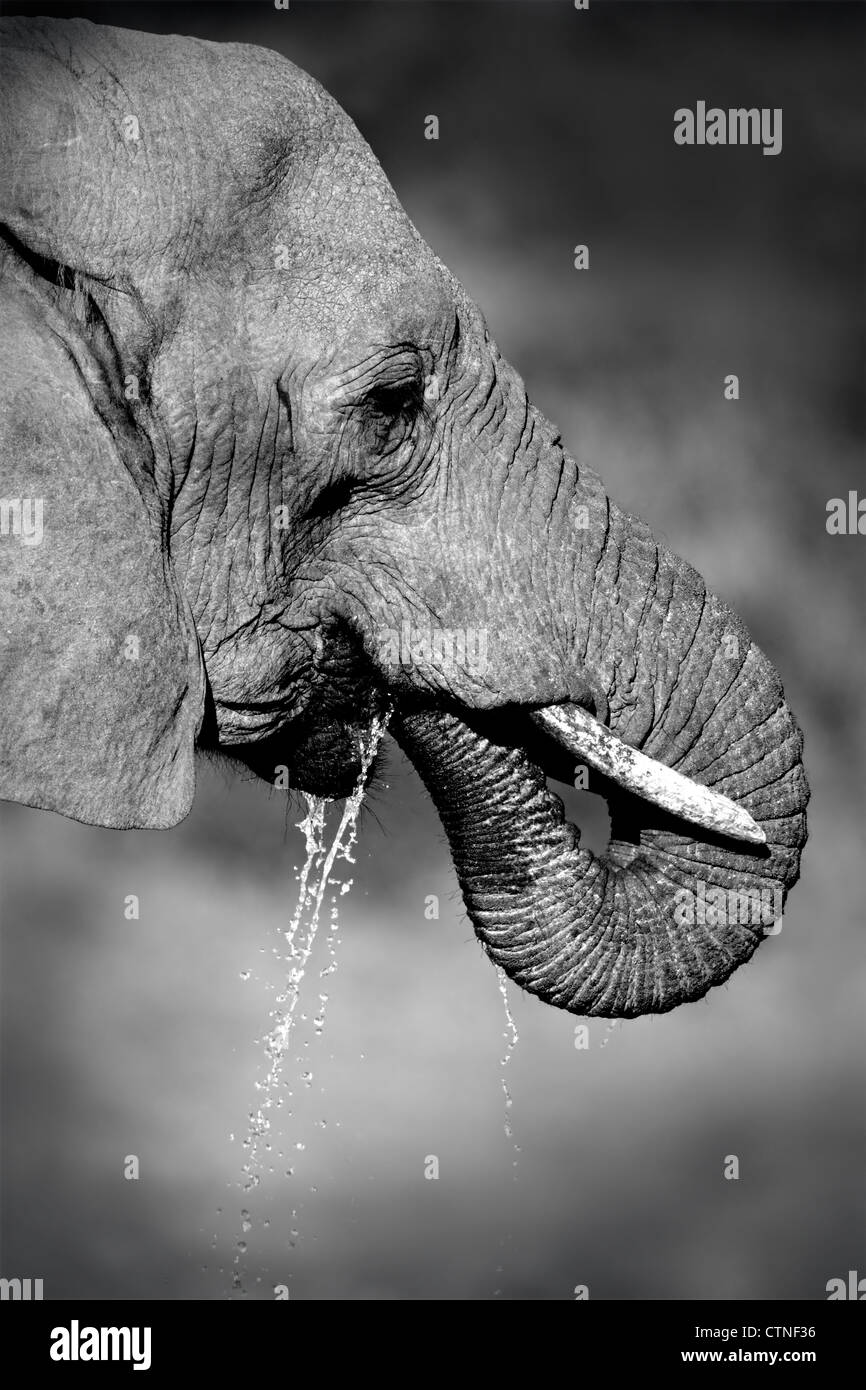 Portrait de l'éléphant africain (Loxodonta africana) eau potable, Afrique du Sud Banque D'Images