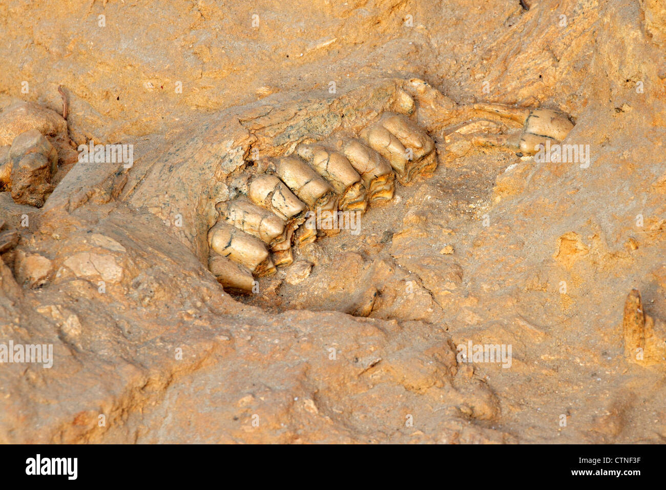 Cinq millions d'années de l'os de la mâchoire fossile d'une espèce à col court girafe (Sivathere), West Coast fossil Park, Afrique du Sud Banque D'Images