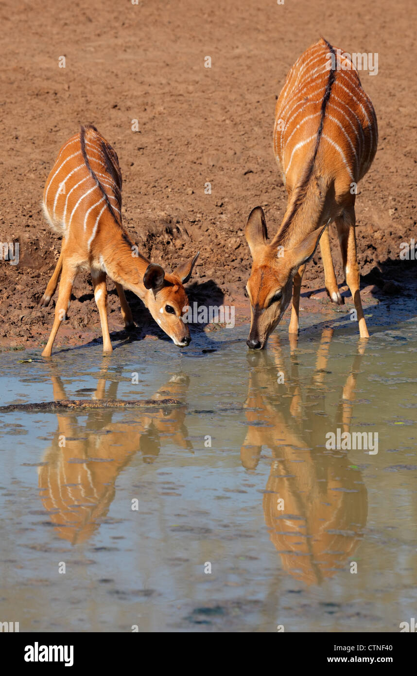 Deux femelles antilopes Nyala (Tragelaphus angasii) eau potable, Mkuze game reserve, Afrique du Sud Banque D'Images