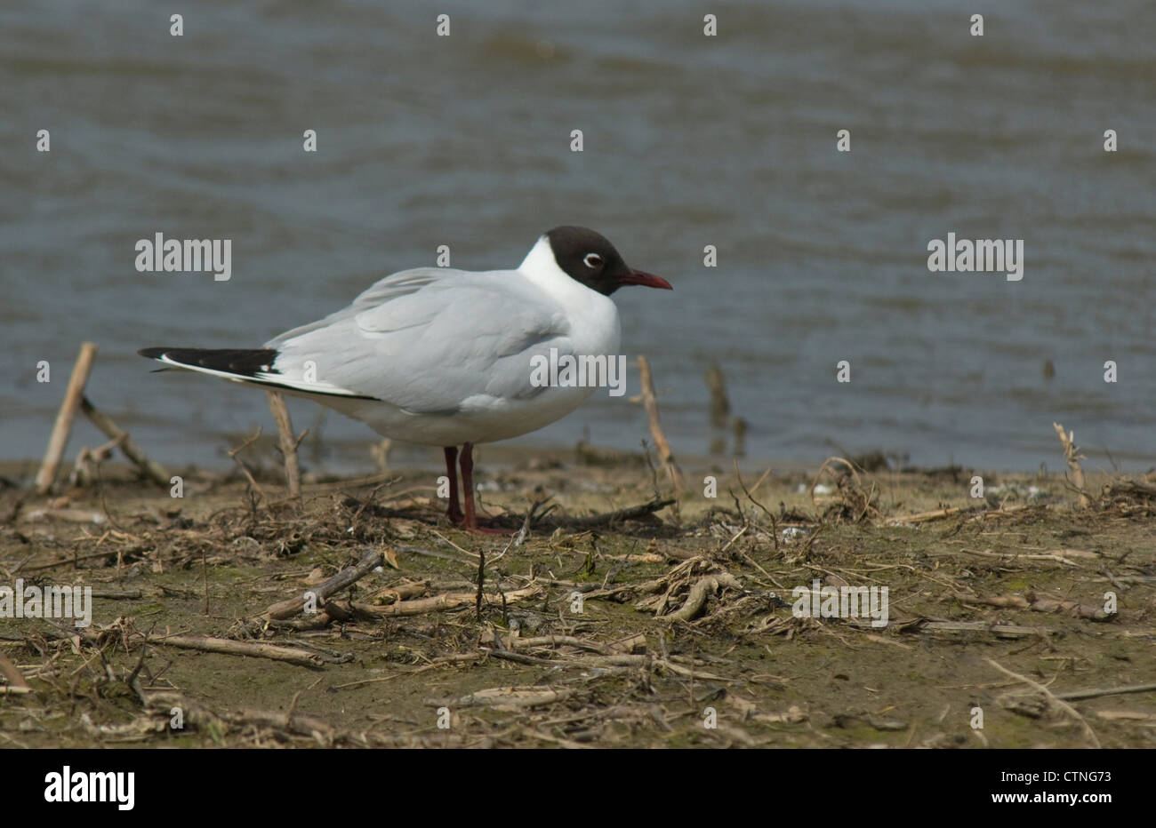 Le plumage d'été Mouette rieuse (Chroicocephalus ridibundus) dans la région de Suffolk Banque D'Images