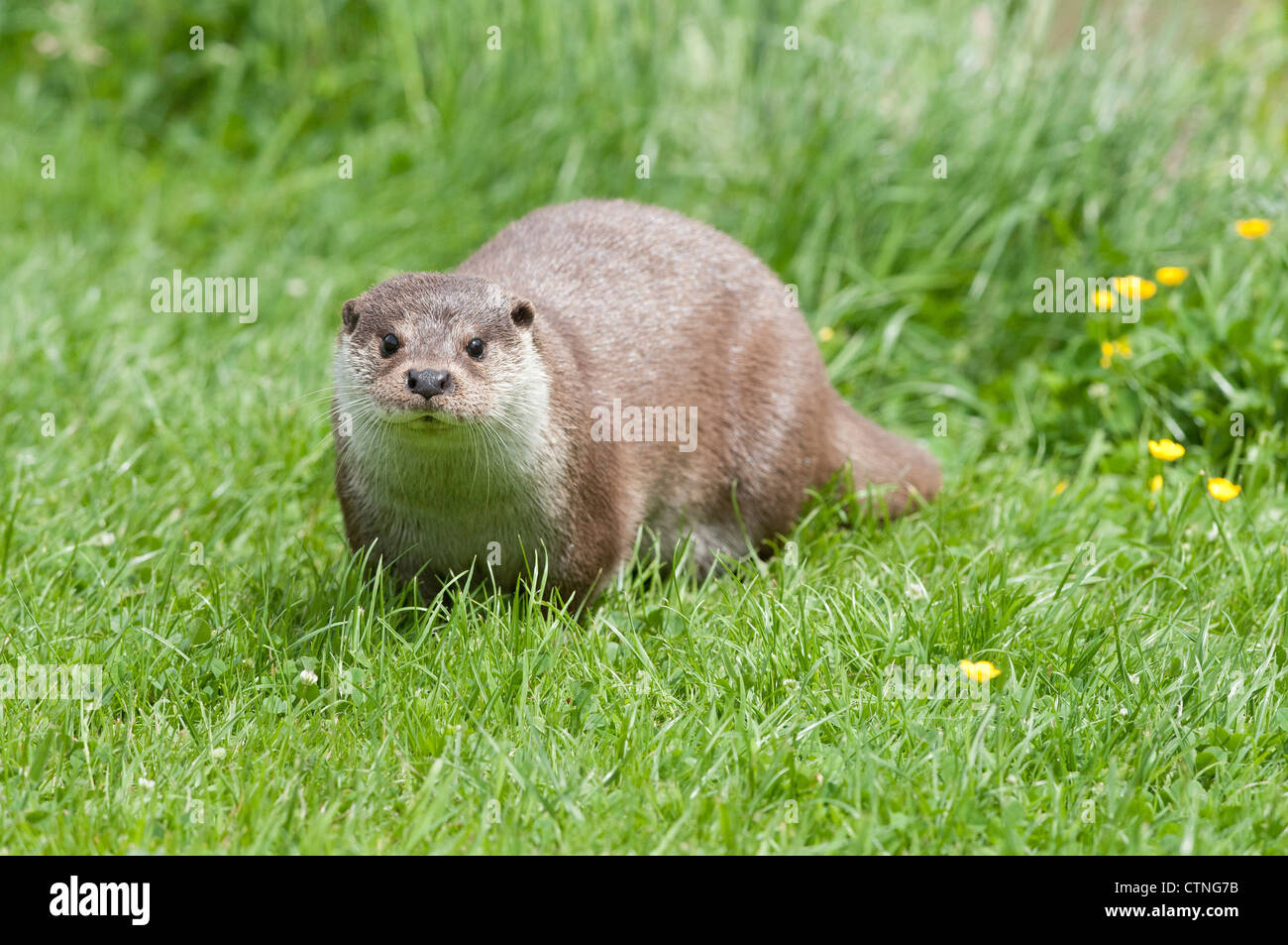 Loutre d'Europe (Lutra lutra) Banque D'Images