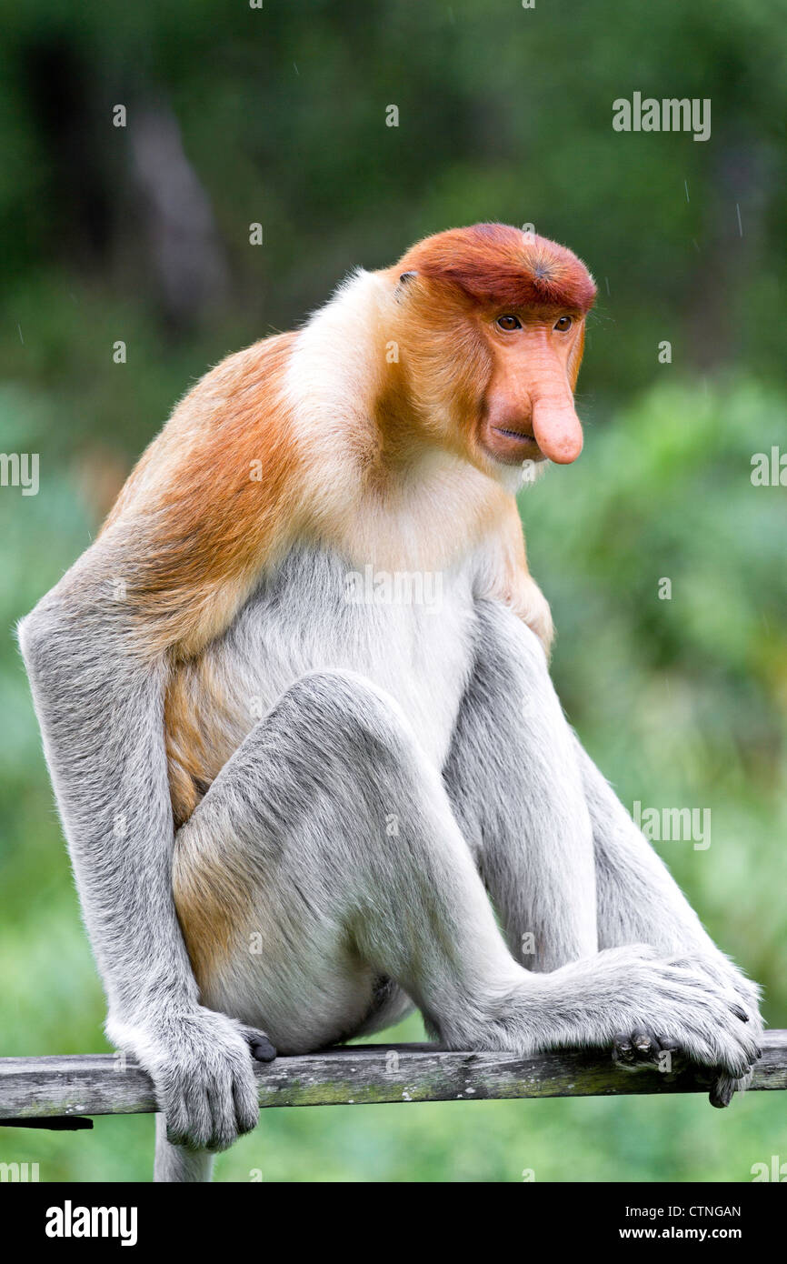 Proboscis Monkey (Nasalis larvatus) Sabah Bornéo en Malaisie. Banque D'Images