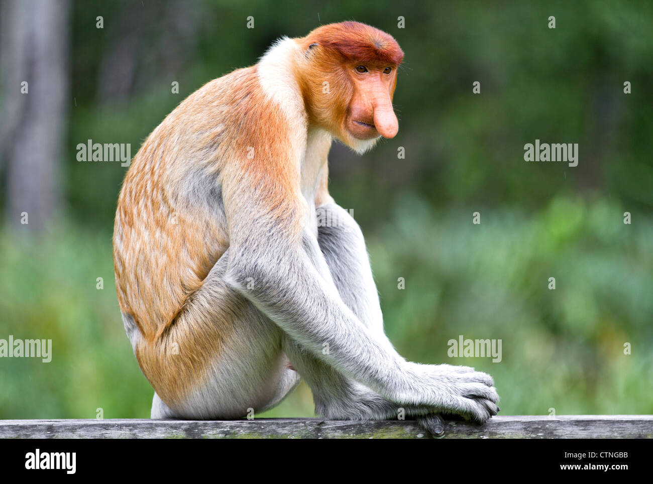 Proboscis Monkey Bornéo en Malaisie. Banque D'Images