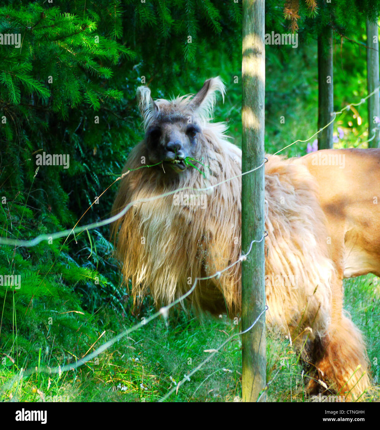 L'herbe est toujours plus verte llama mange de l'herbe à travers une clôture Banque D'Images