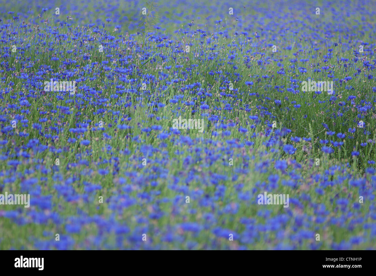 Fleurs de bleuet bleu Centaurea cyanus Banque D'Images